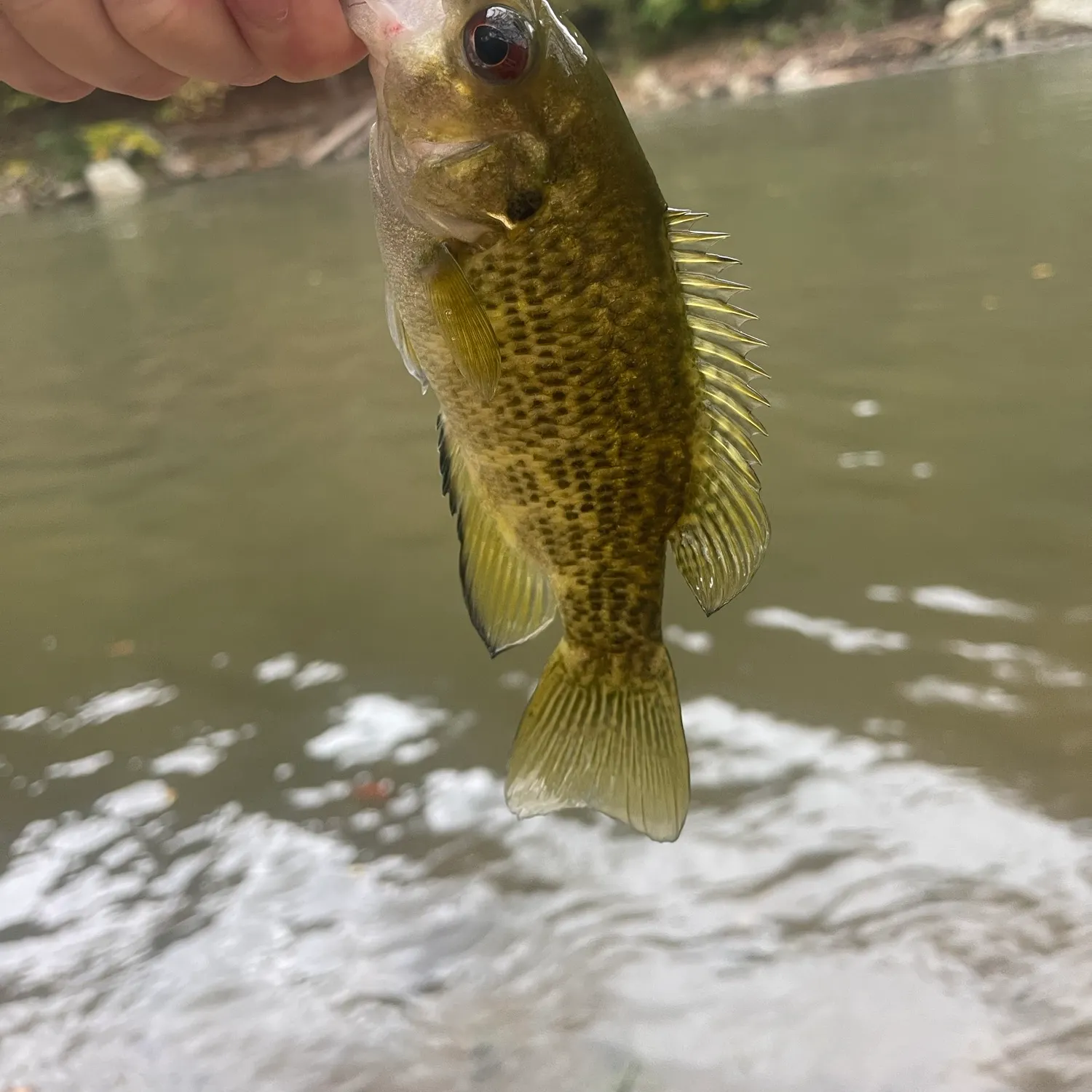 Rock bass caught on Fishbrain