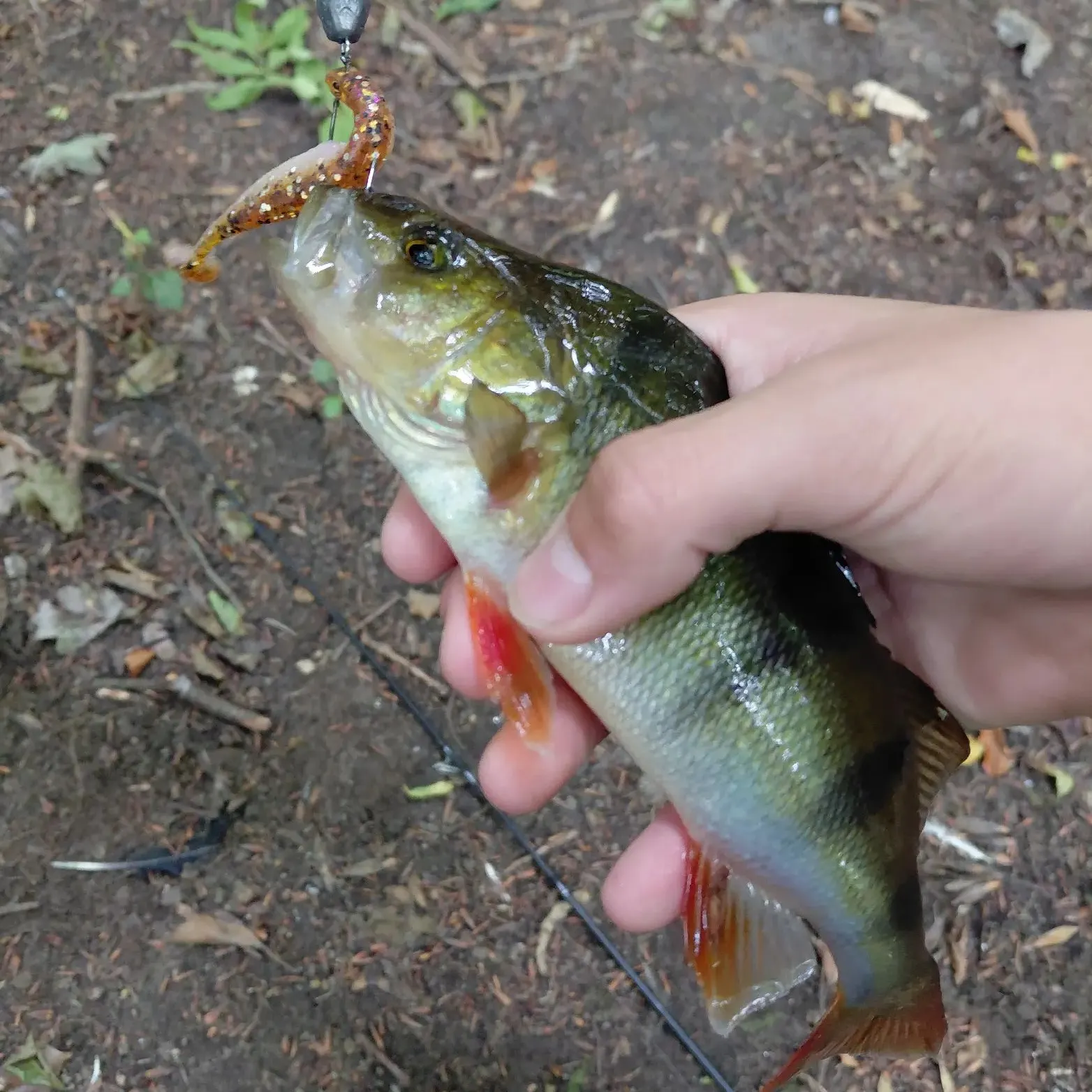 European perch caught on Fishbrain