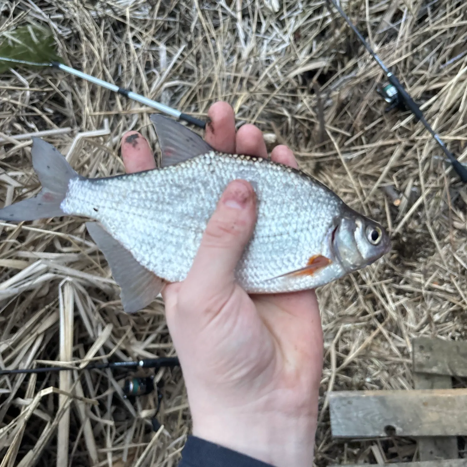The most recent White bream catches on Fishbrain