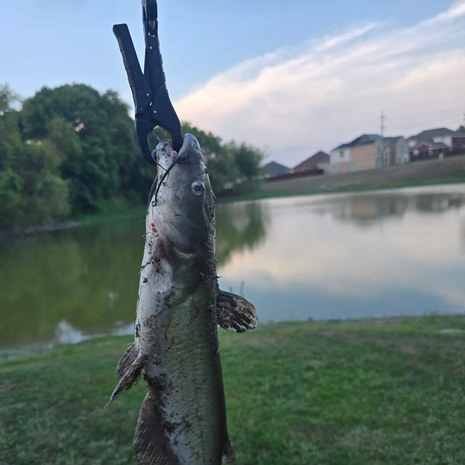 Channel catfish caught on Fishbrain