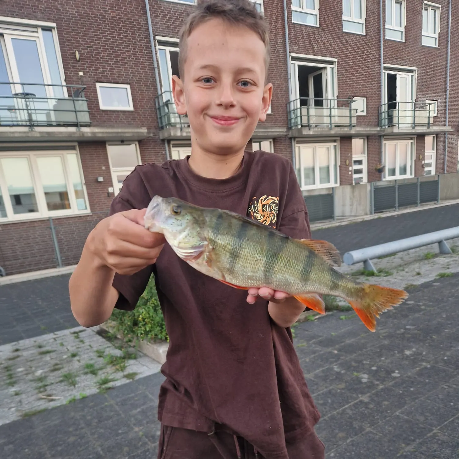 European perch caught on Fishbrain