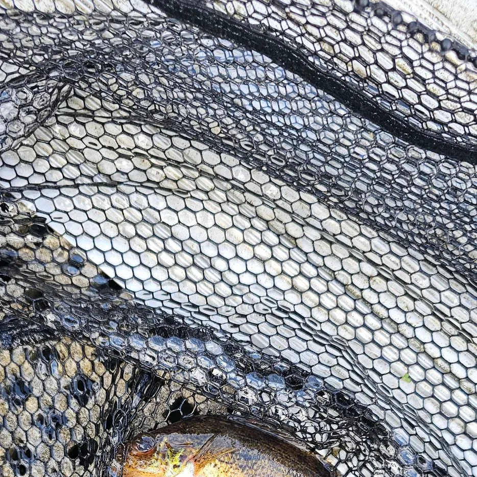 Eurasian ruffe caught on Fishbrain