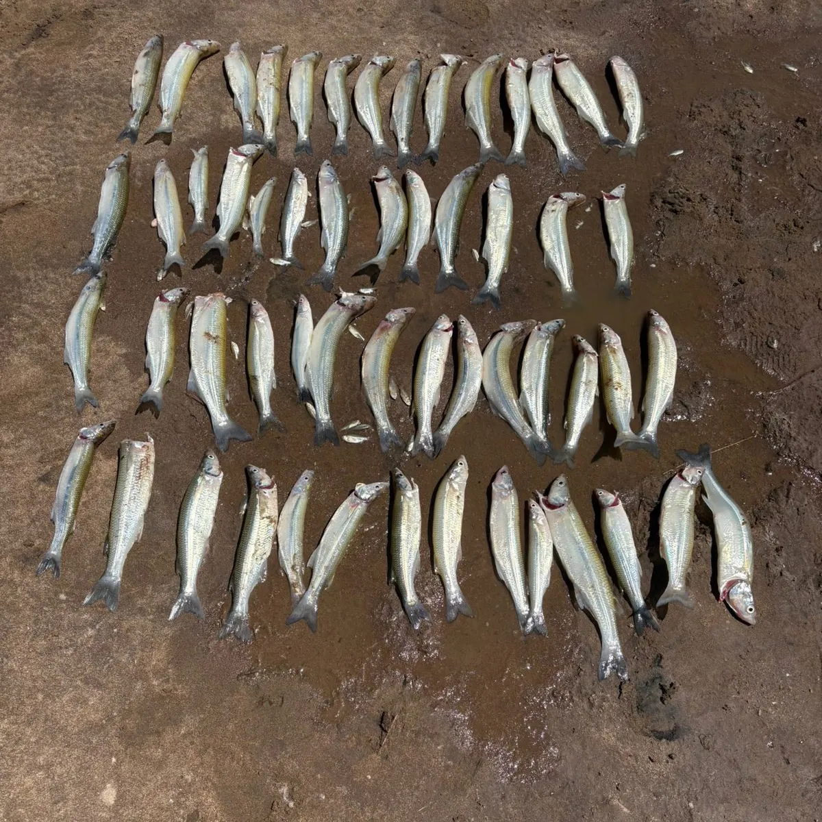 The most recent Argentinian silverside catches on Fishbrain