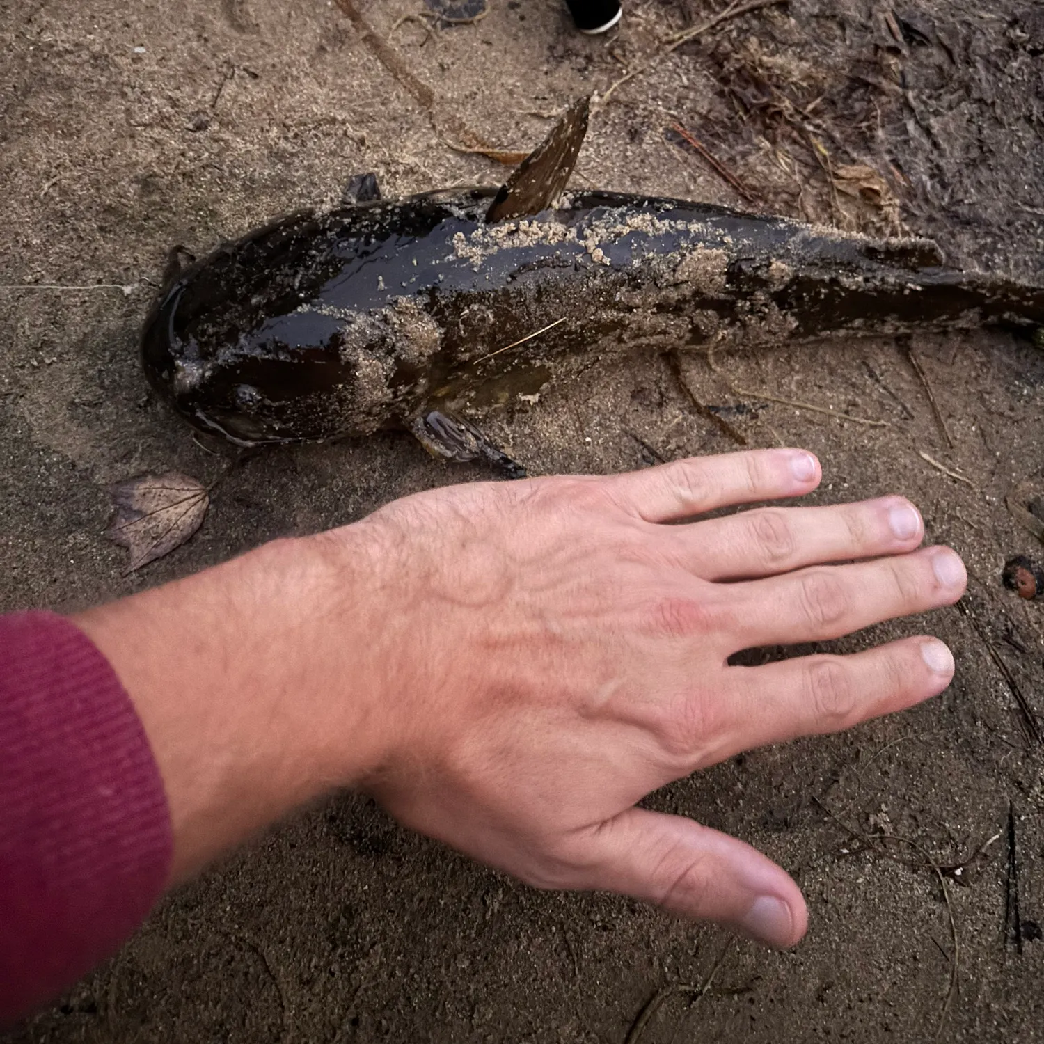 Black bullhead caught on Fishbrain
