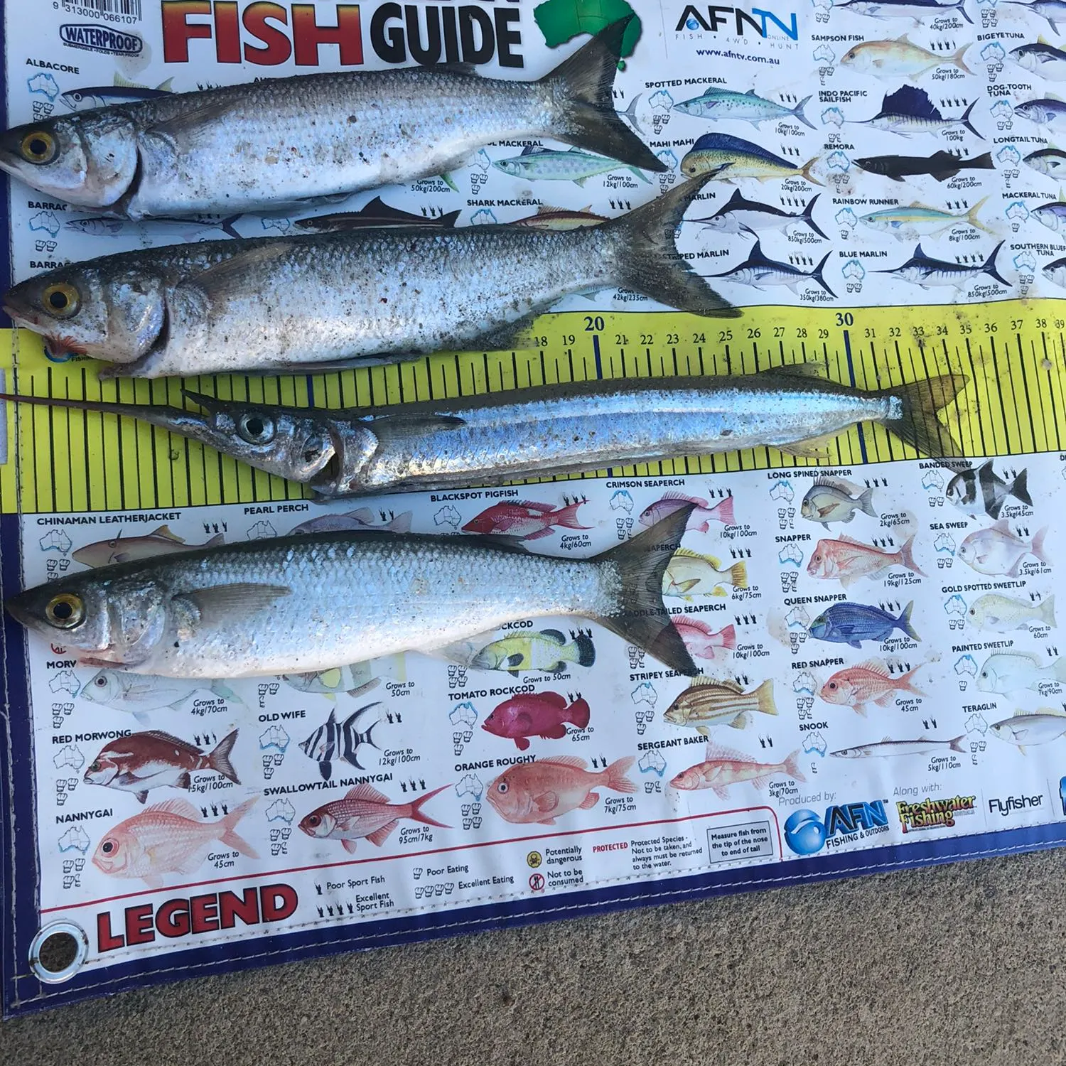 recently logged catches