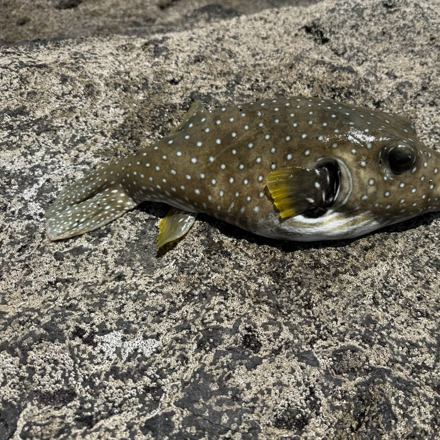 The most recent White-spotted puffer catches on Fishbrain
