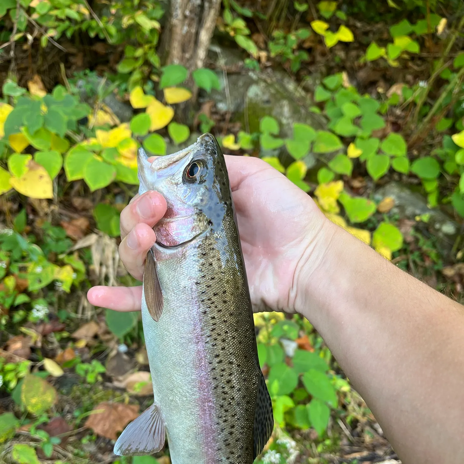 Rainbow trout caught on Fishbrain