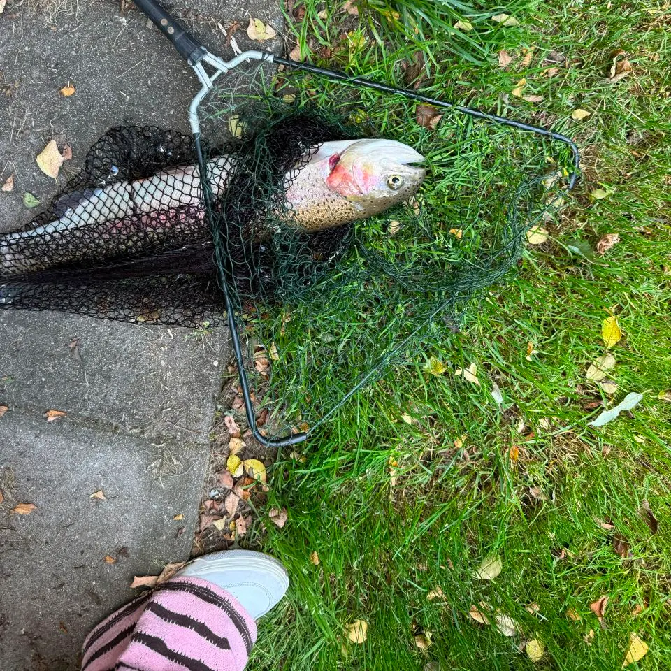 Rainbow trout caught on Fishbrain