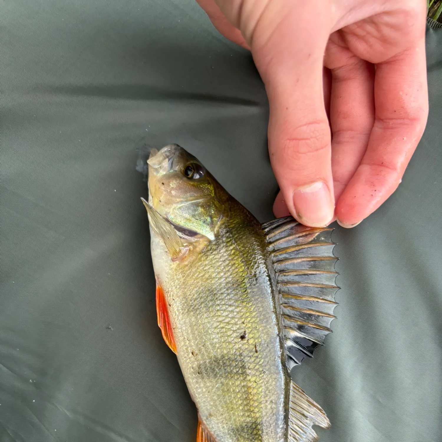 European perch caught on Fishbrain