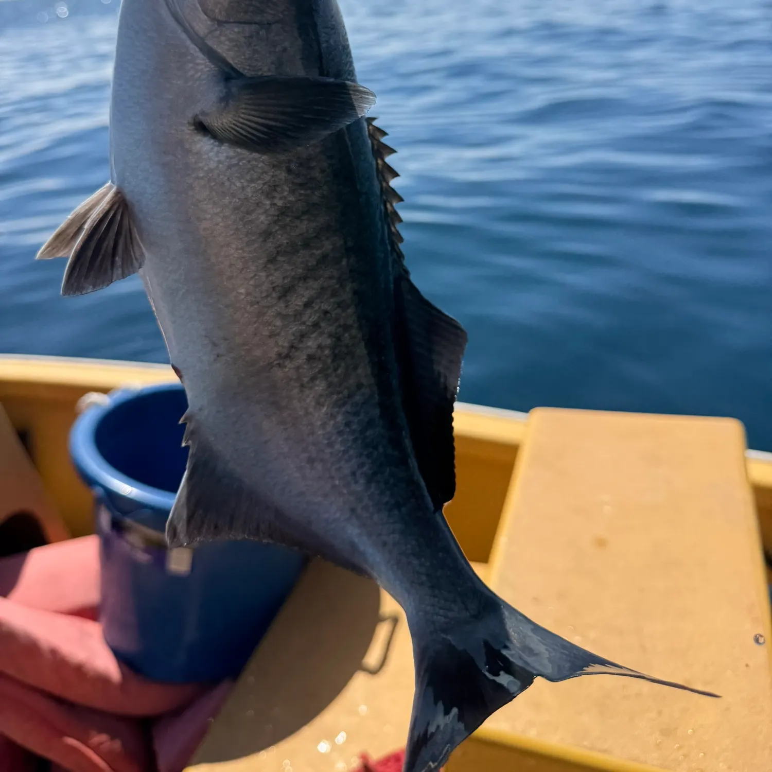 The most recent Halfmoon catches on Fishbrain