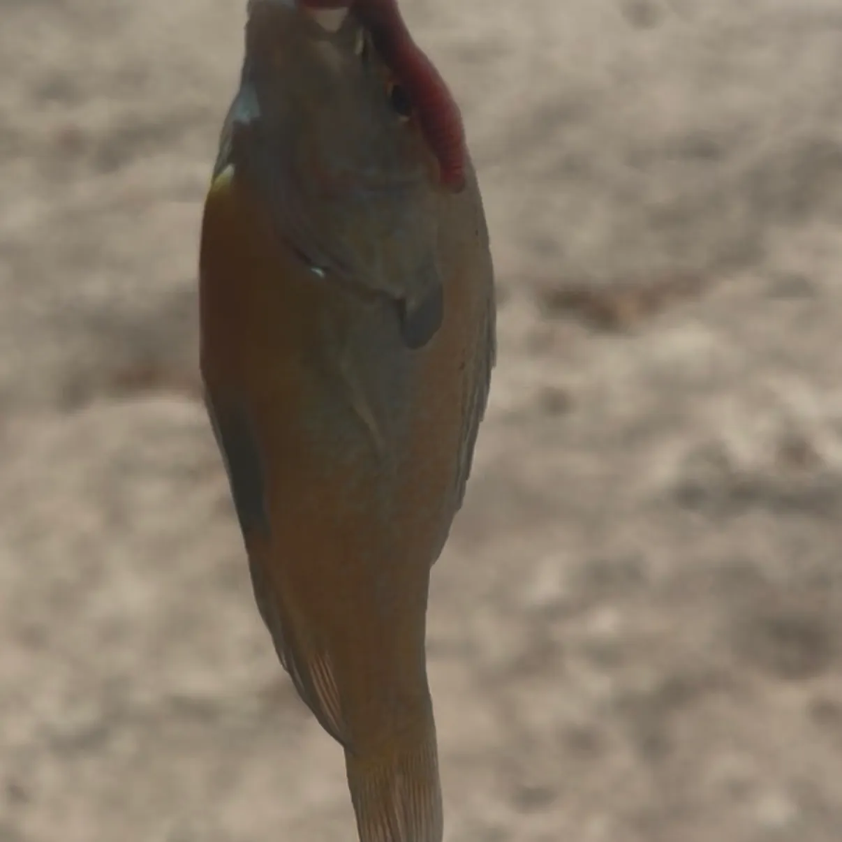 Green sunfish caught on Fishbrain