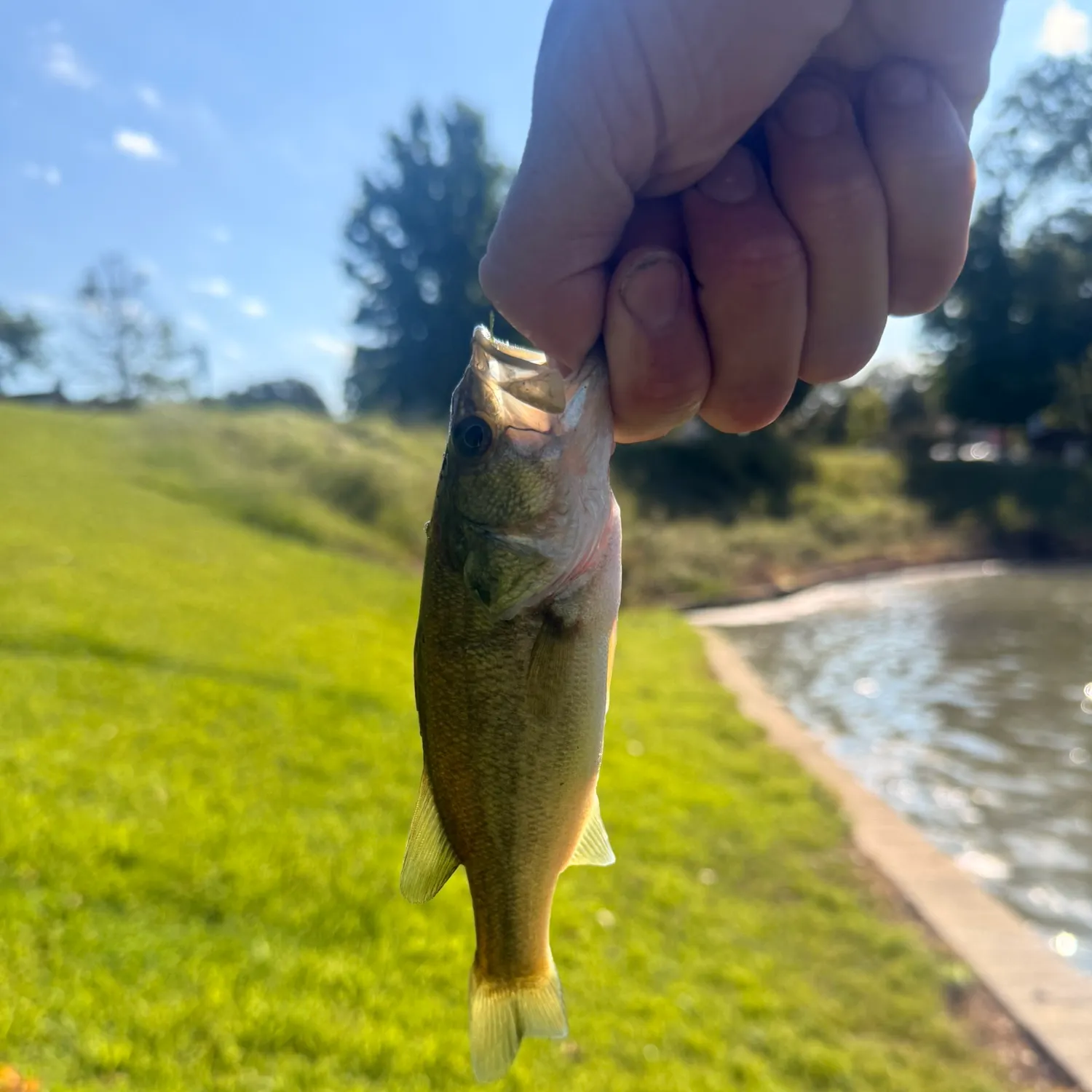 Largemouth bass caught on Fishbrain