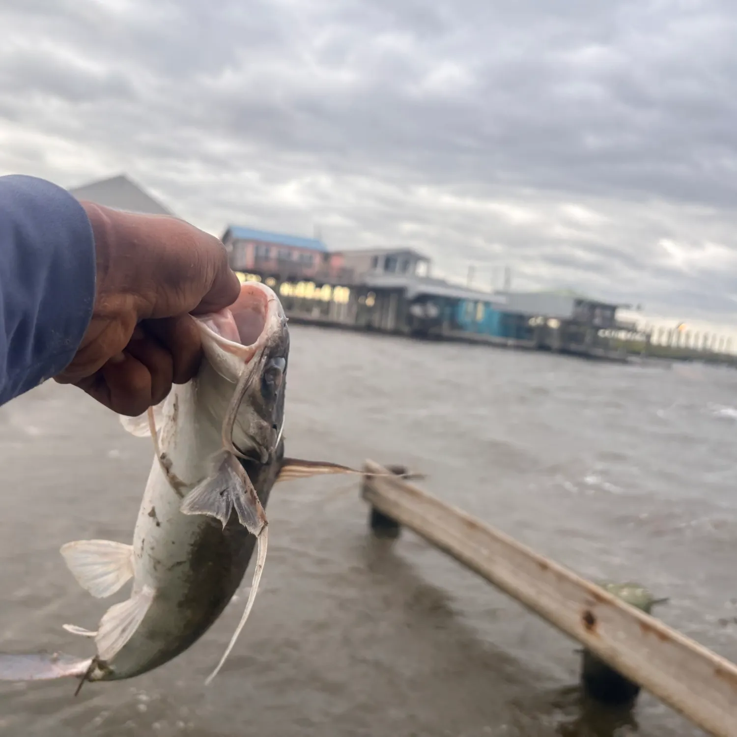 Fish caught on Fishbrain