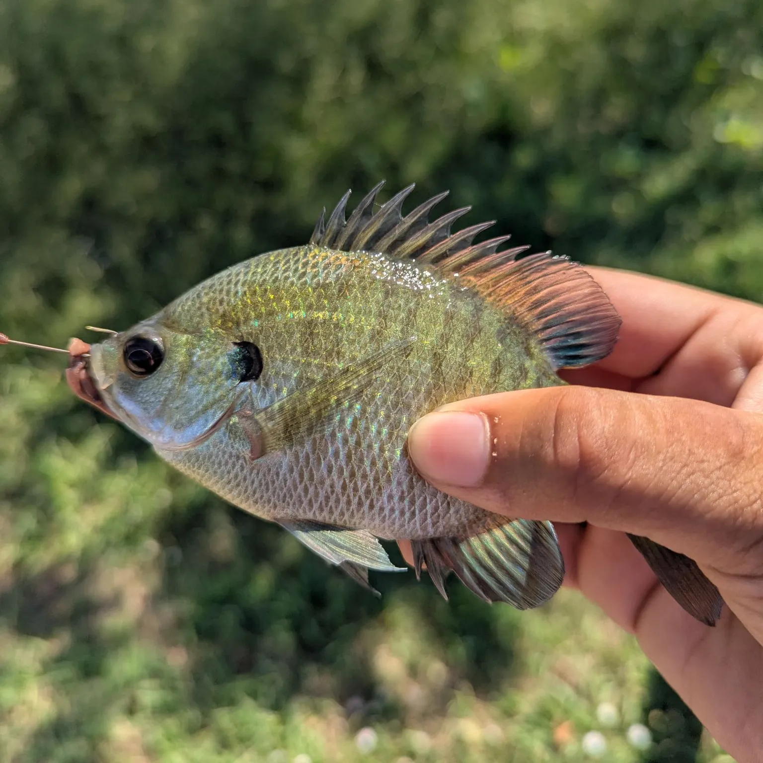 Bluegill caught on Fishbrain