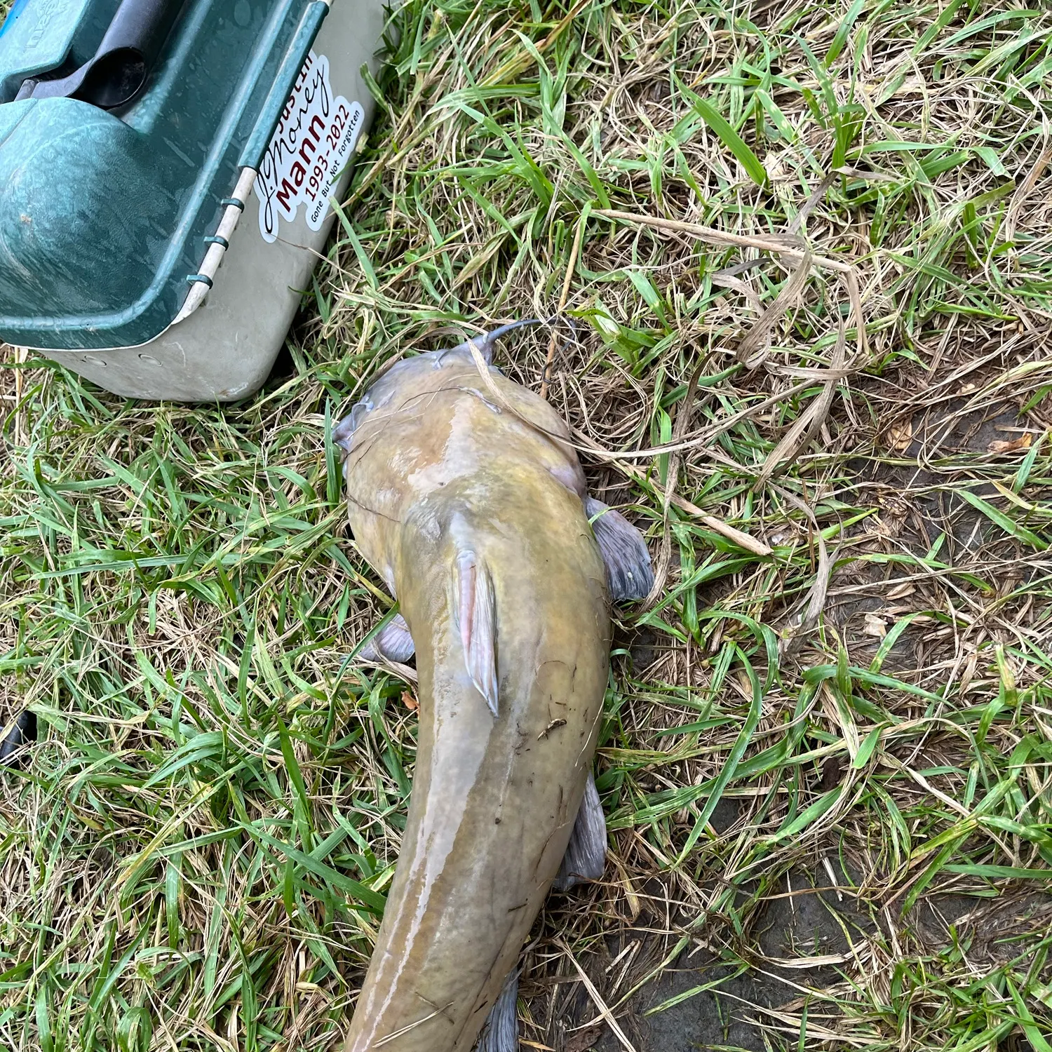 Black bullhead caught on Fishbrain
