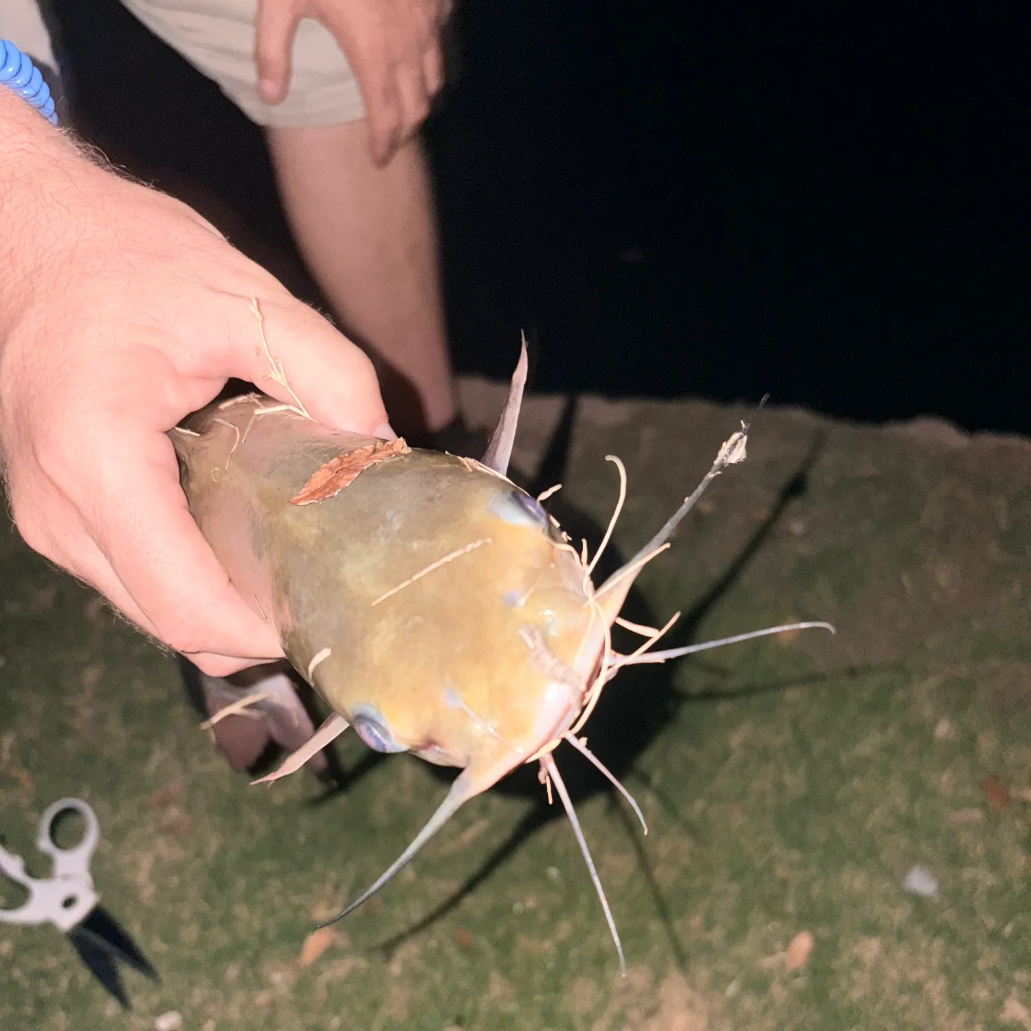 Fish caught on Fishbrain