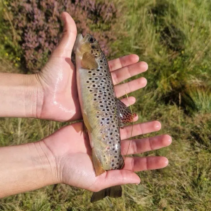 Brown trout caught on Fishbrain