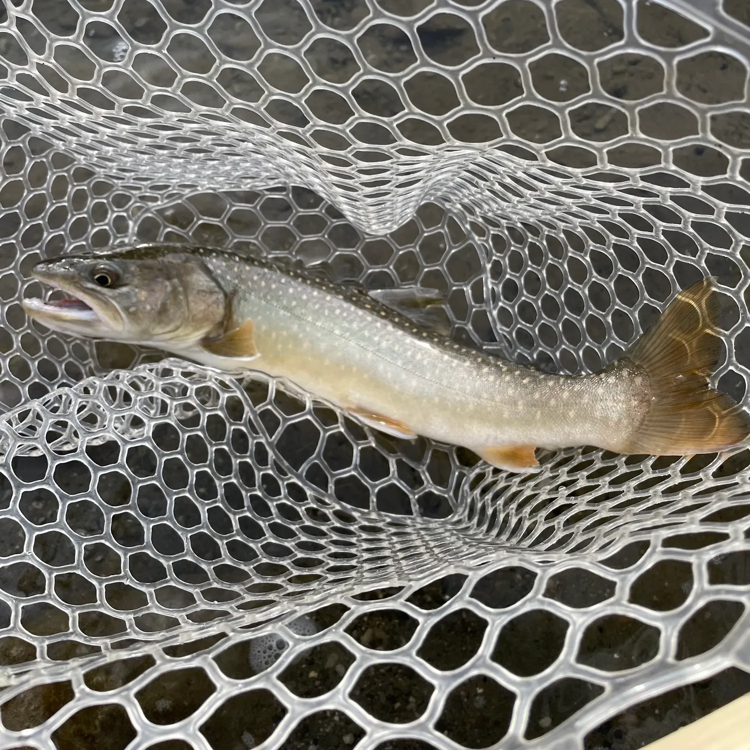 Bull trout caught on Fishbrain