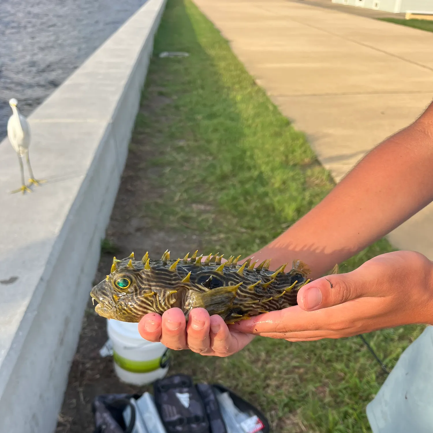 The most recent Striped burrfish catches on Fishbrain