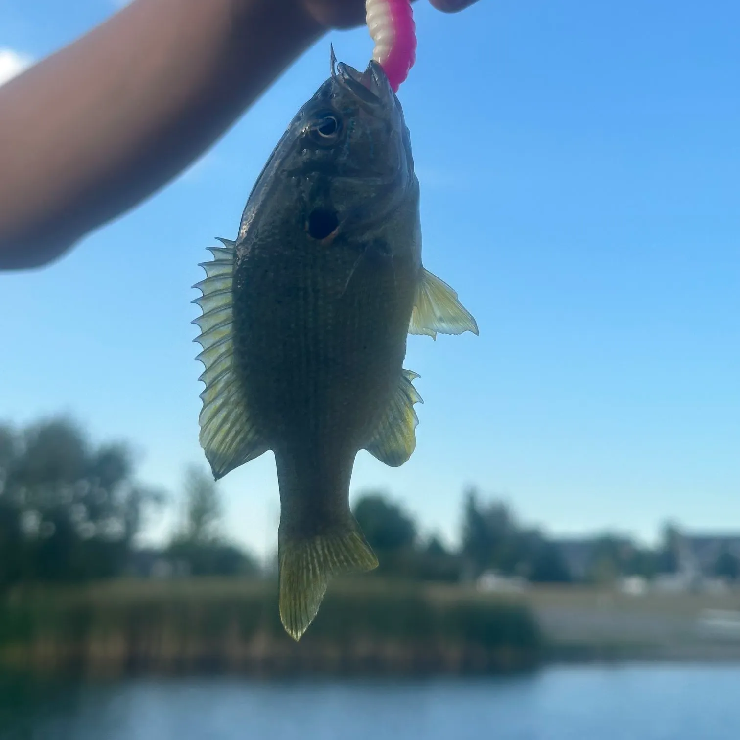 Green sunfish caught on Fishbrain