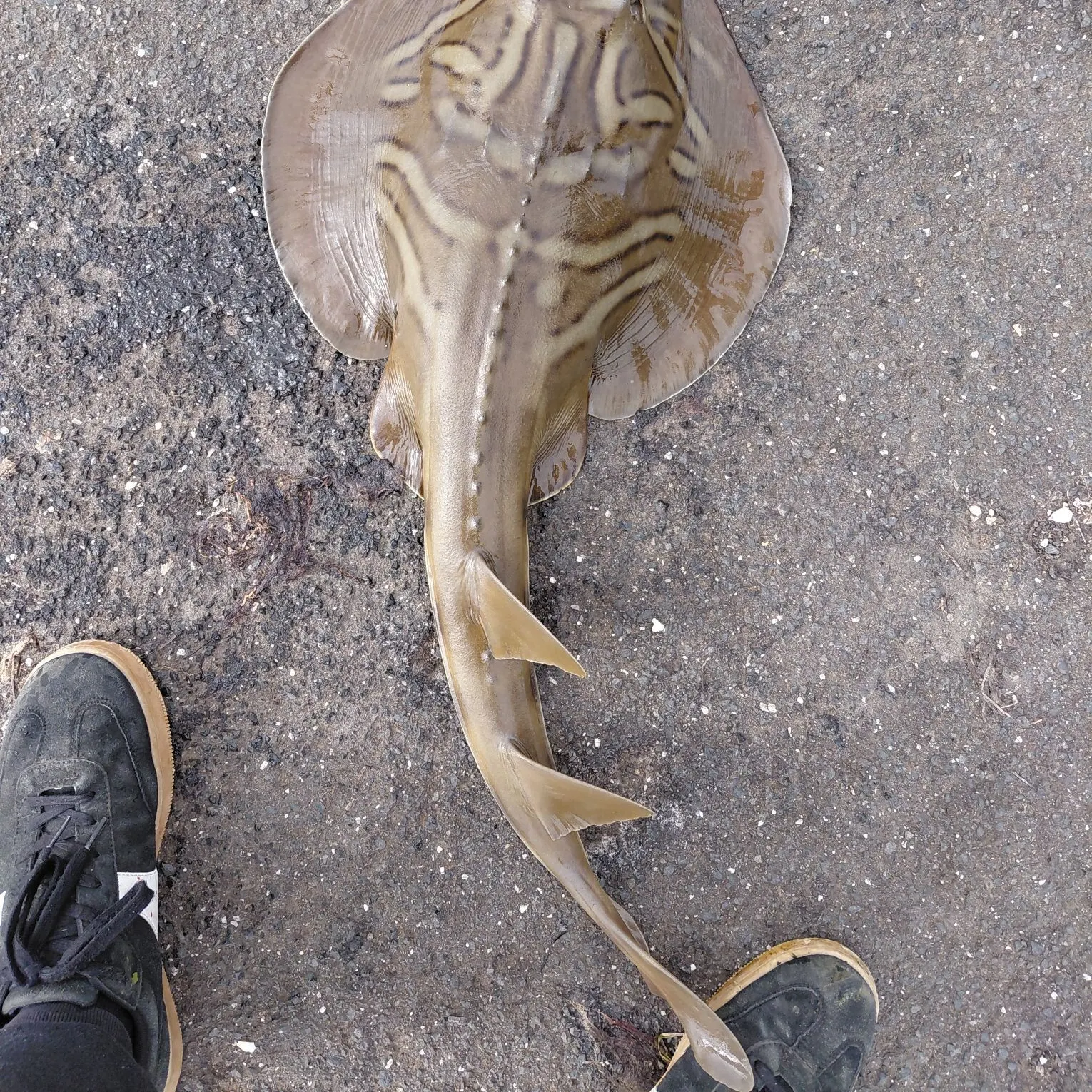 The most recent Southern fiddler catches on Fishbrain