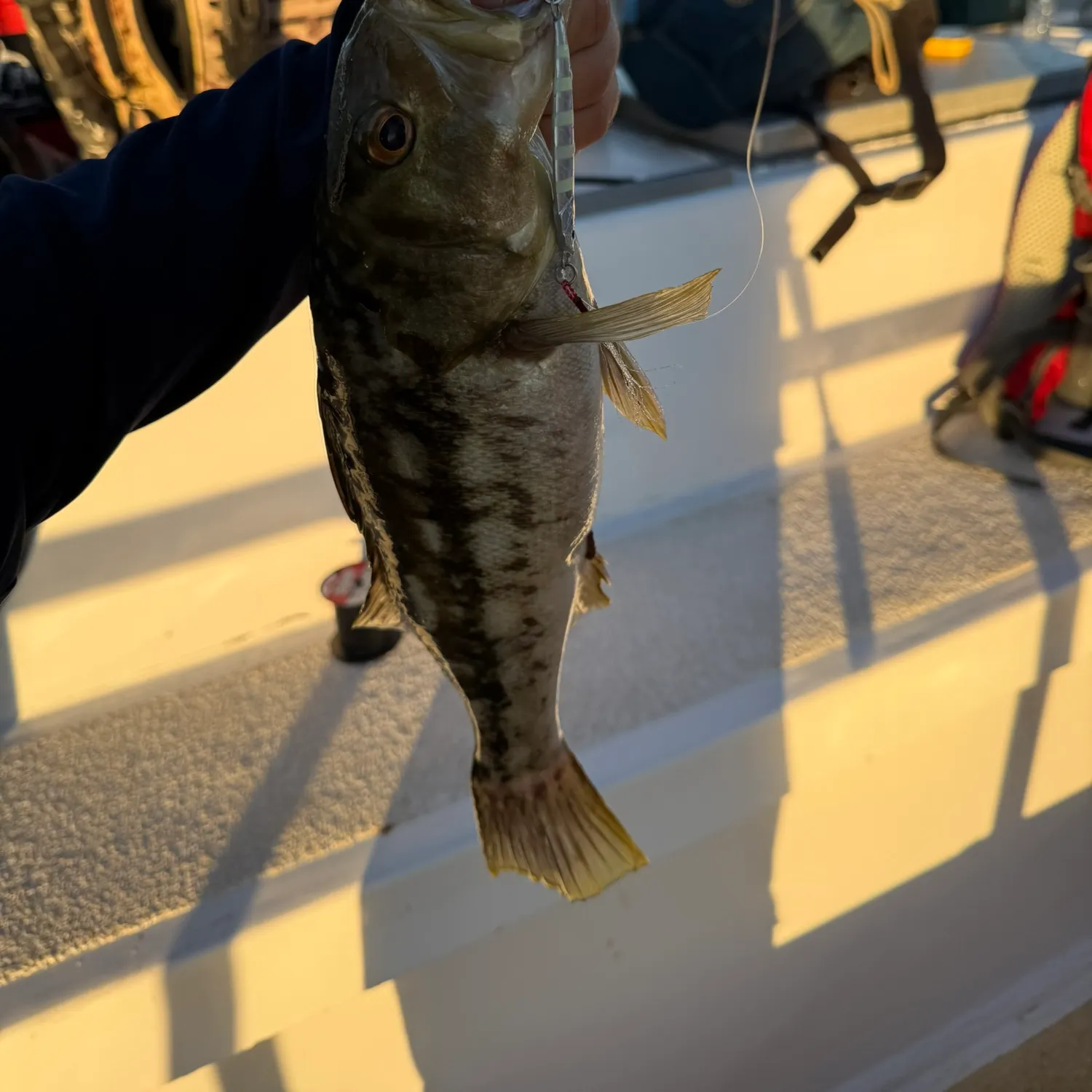 The most recent Kelp bass catches on Fishbrain