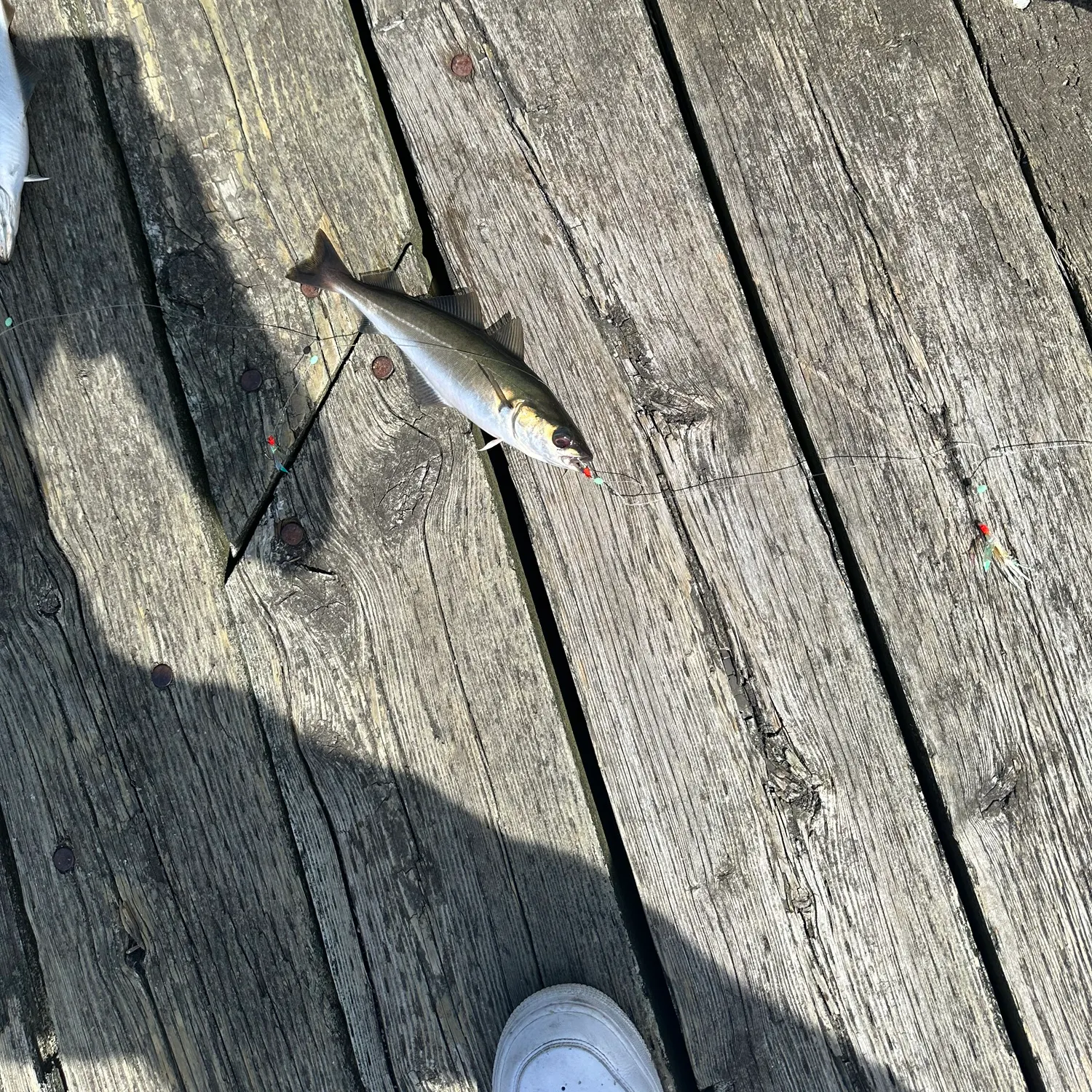 The most recent Pollack catches on Fishbrain