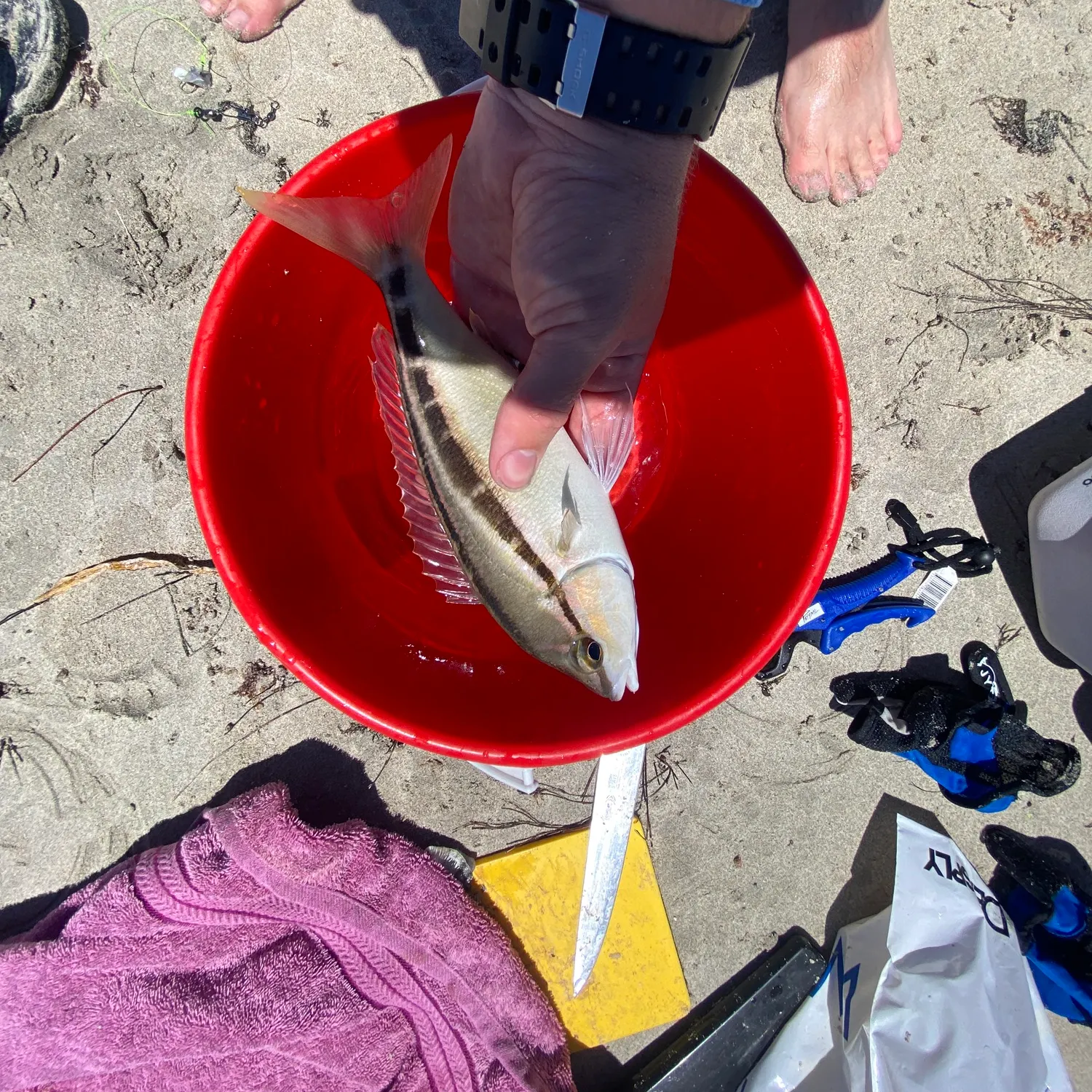 recently logged catches