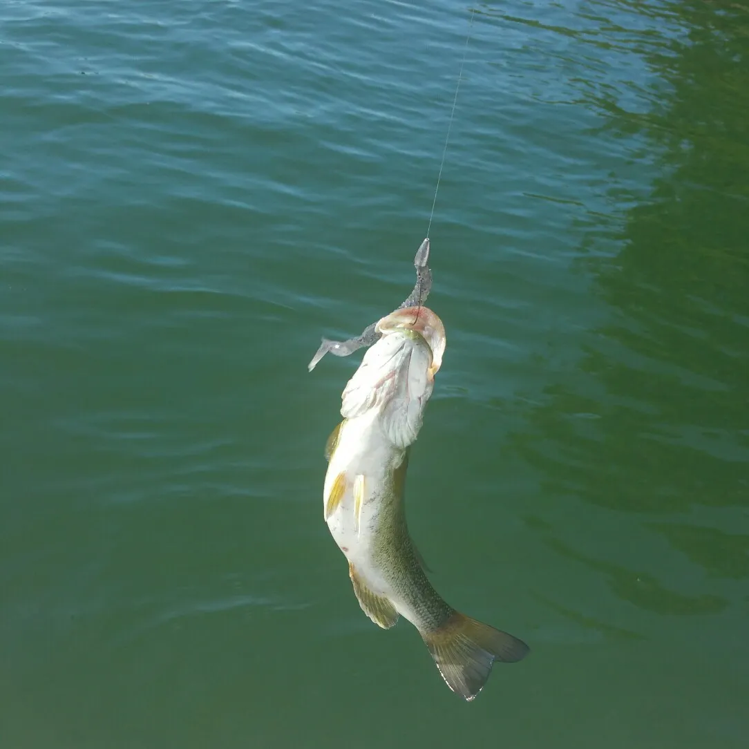 Smallmouth bass caught on Fishbrain
