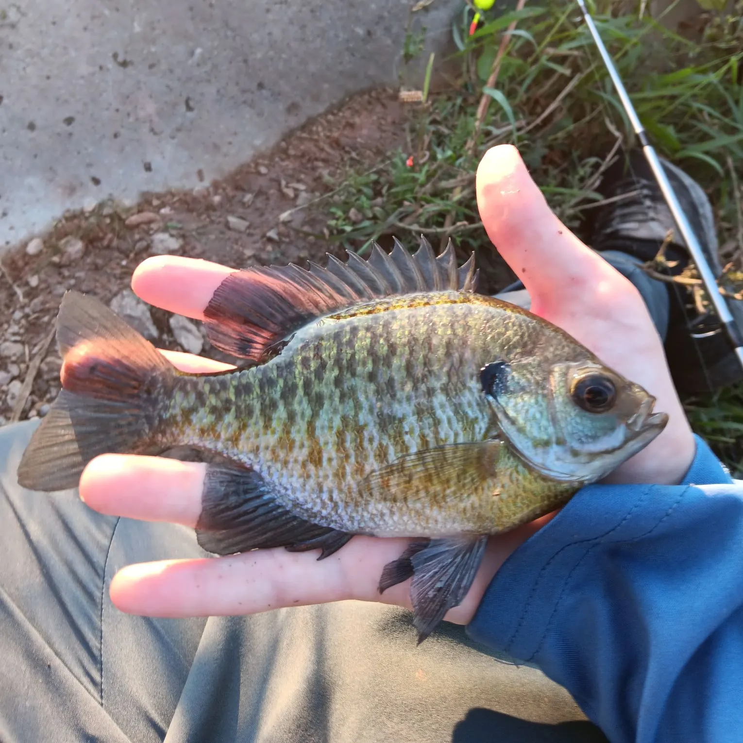 Bluegill caught on Fishbrain