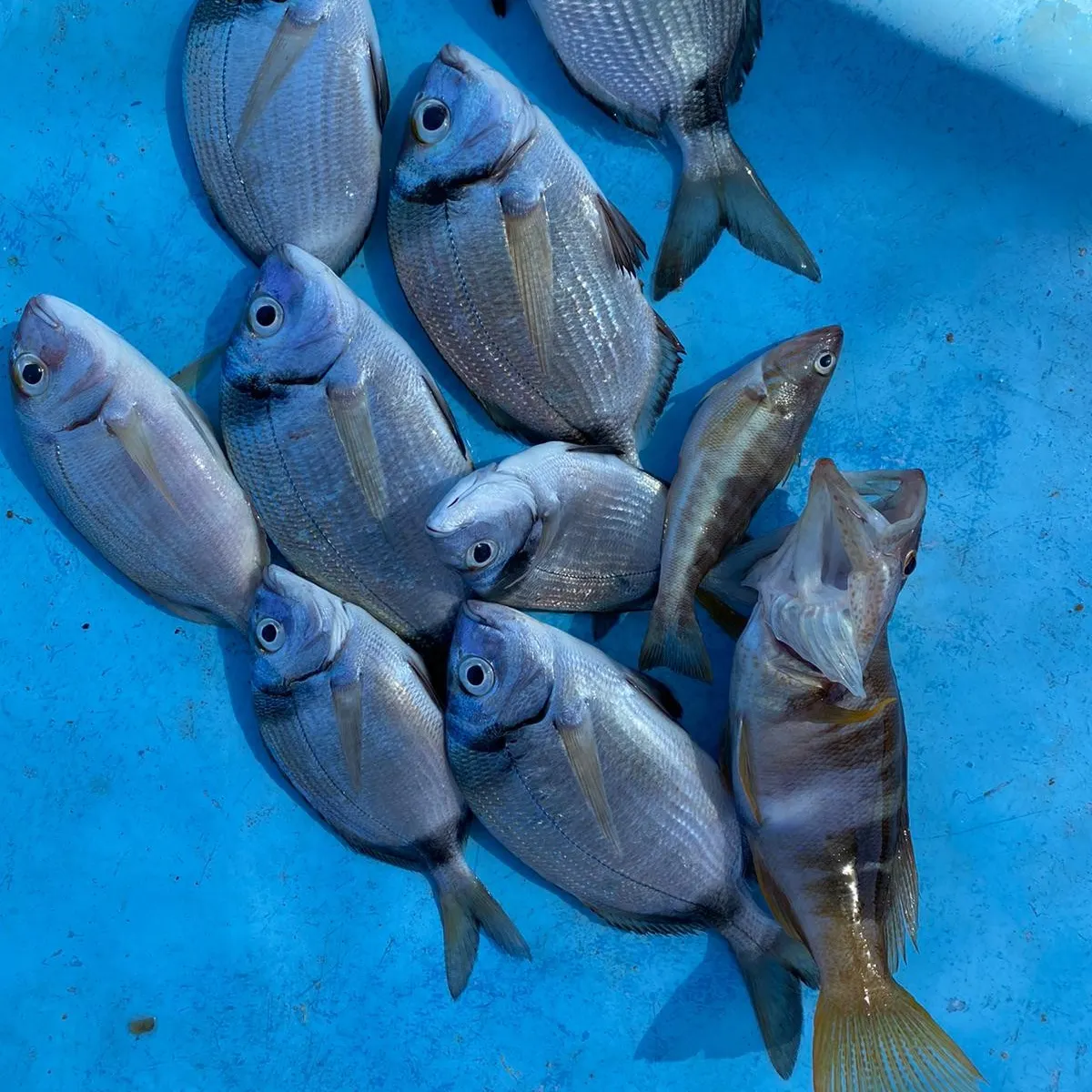 recently logged catches