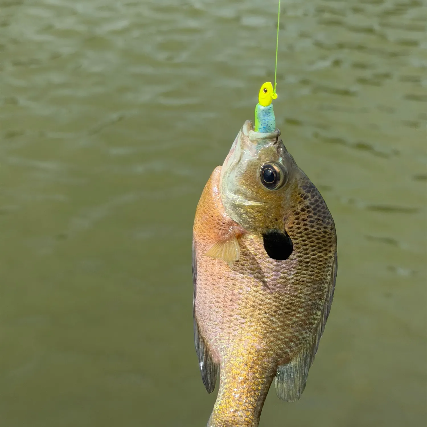 Bluegill caught on Fishbrain