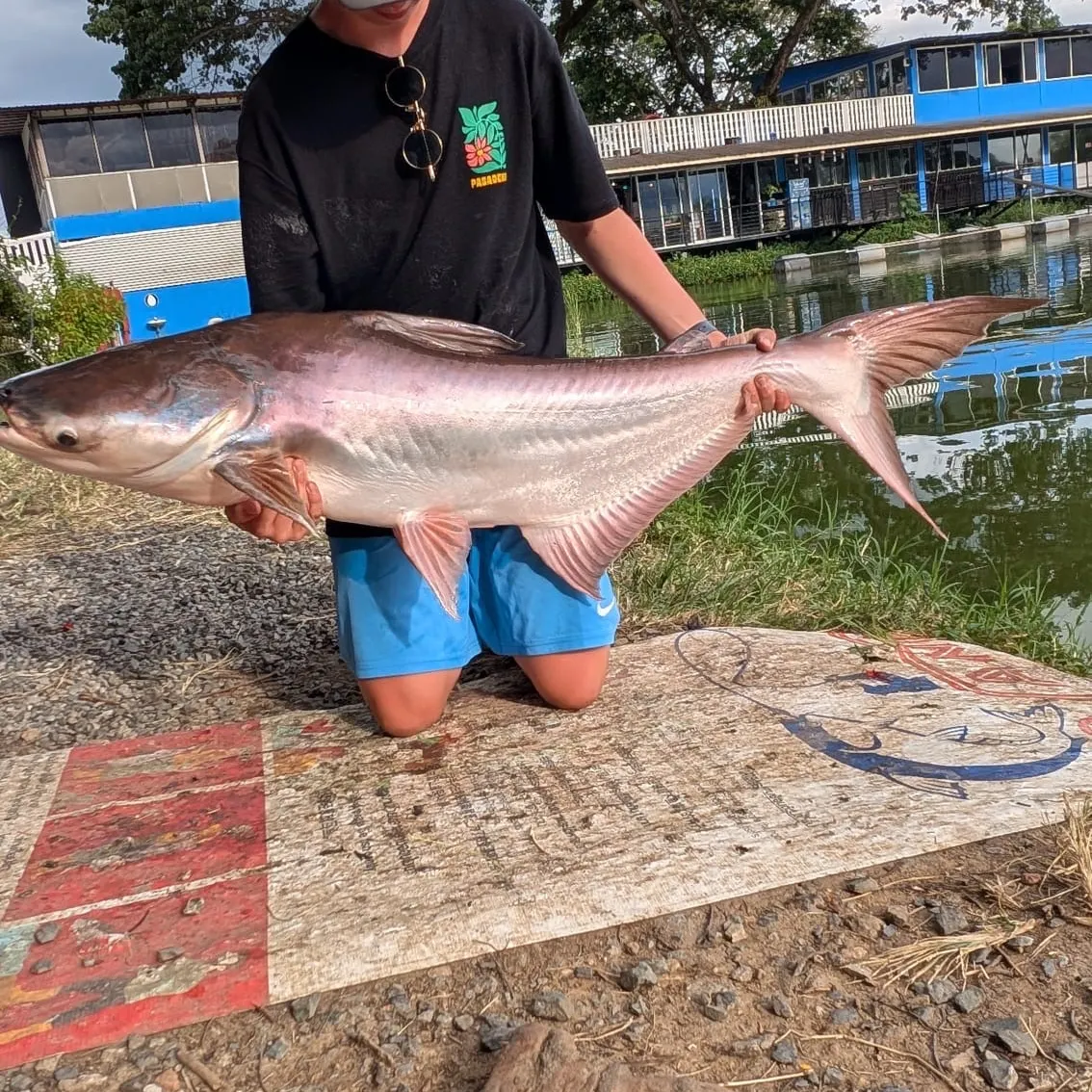 The most recent Mekong giant catfish catches on Fishbrain