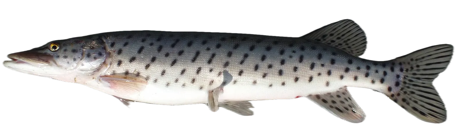 Amur pike