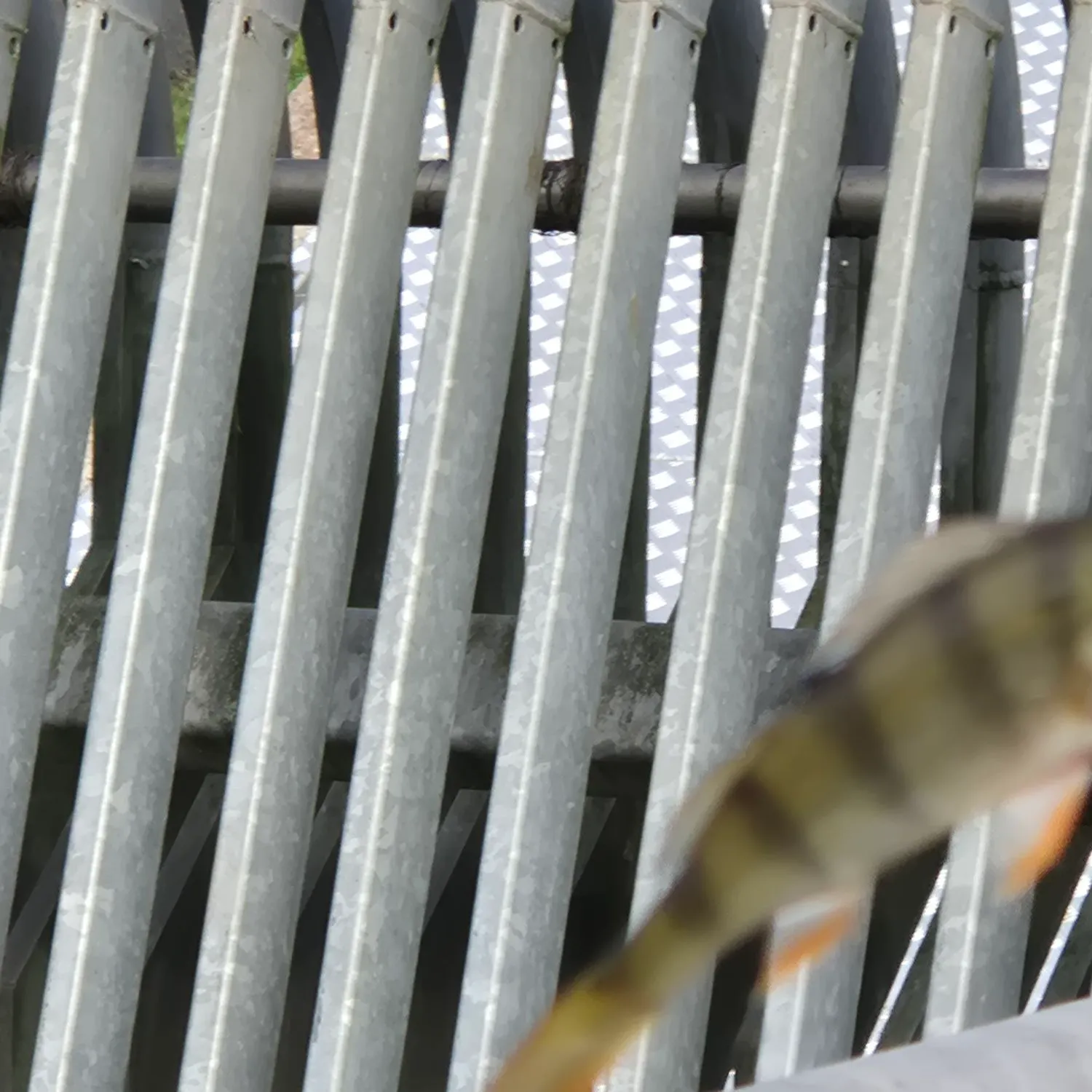 European perch caught on Fishbrain