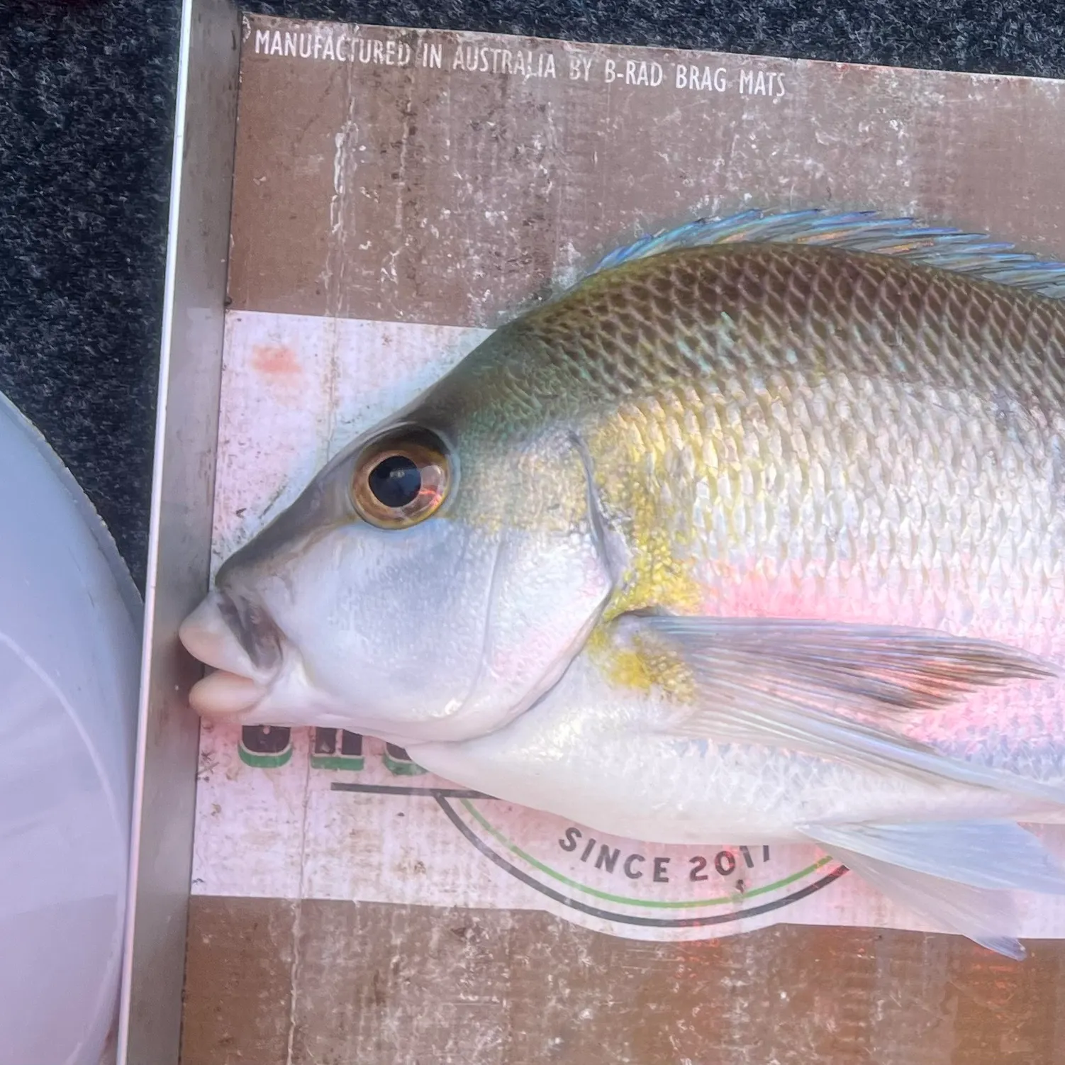 The most recent Blue morwong catches on Fishbrain