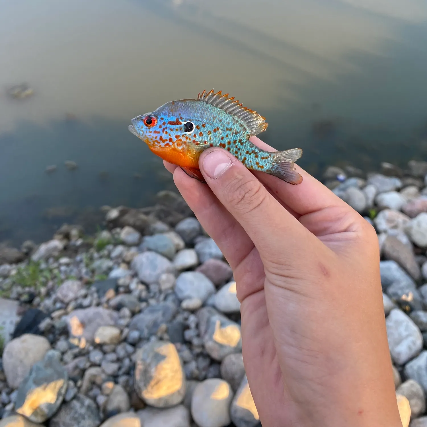 The most recent Orangespotted sunfish catches on Fishbrain