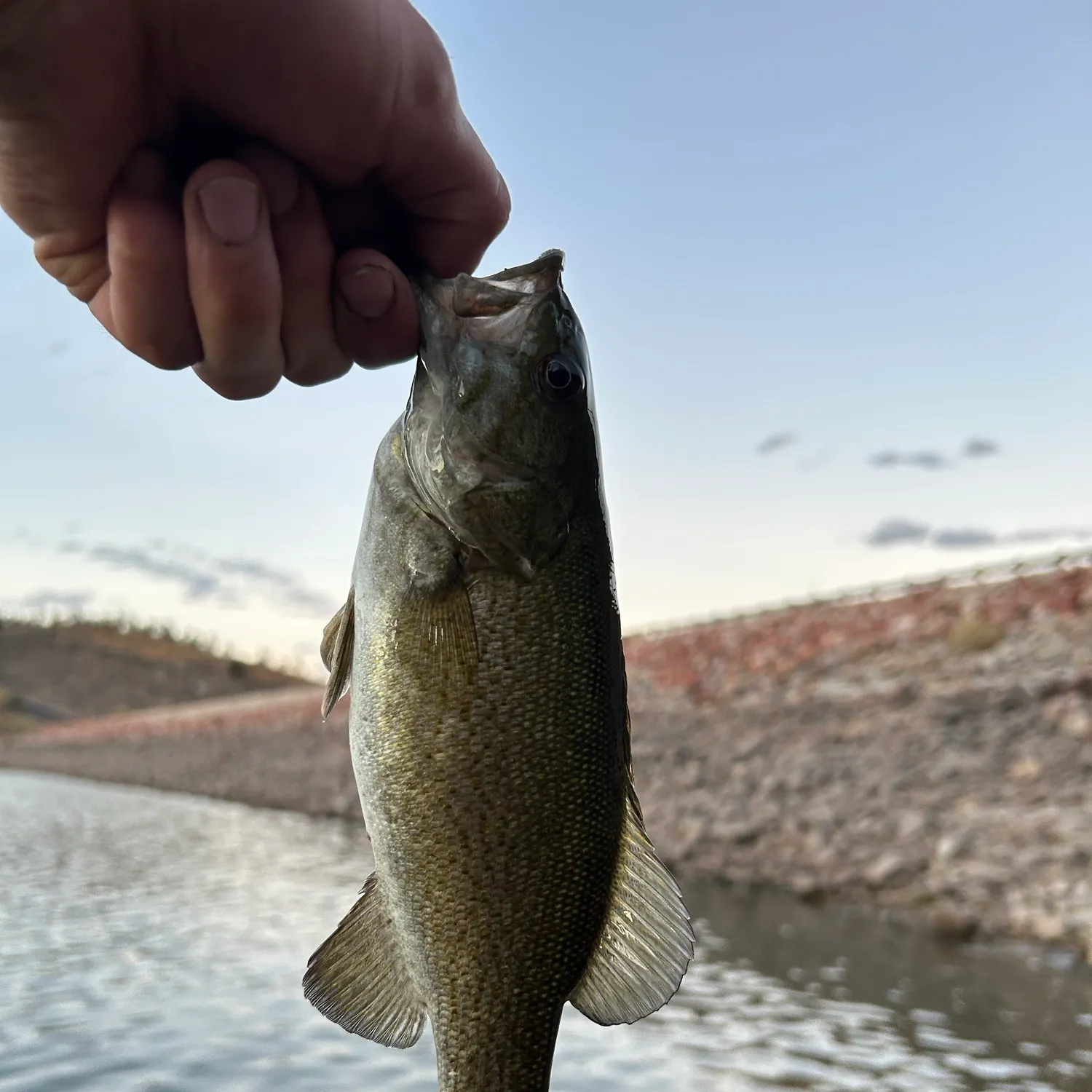 Smallmouth bass caught on Fishbrain
