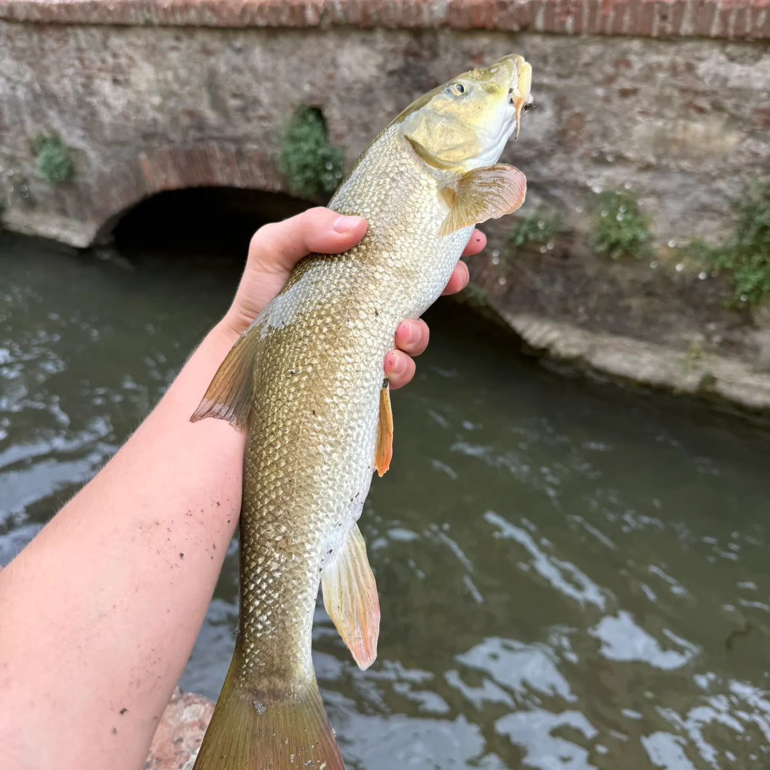The most recent Common barbel catches on Fishbrain