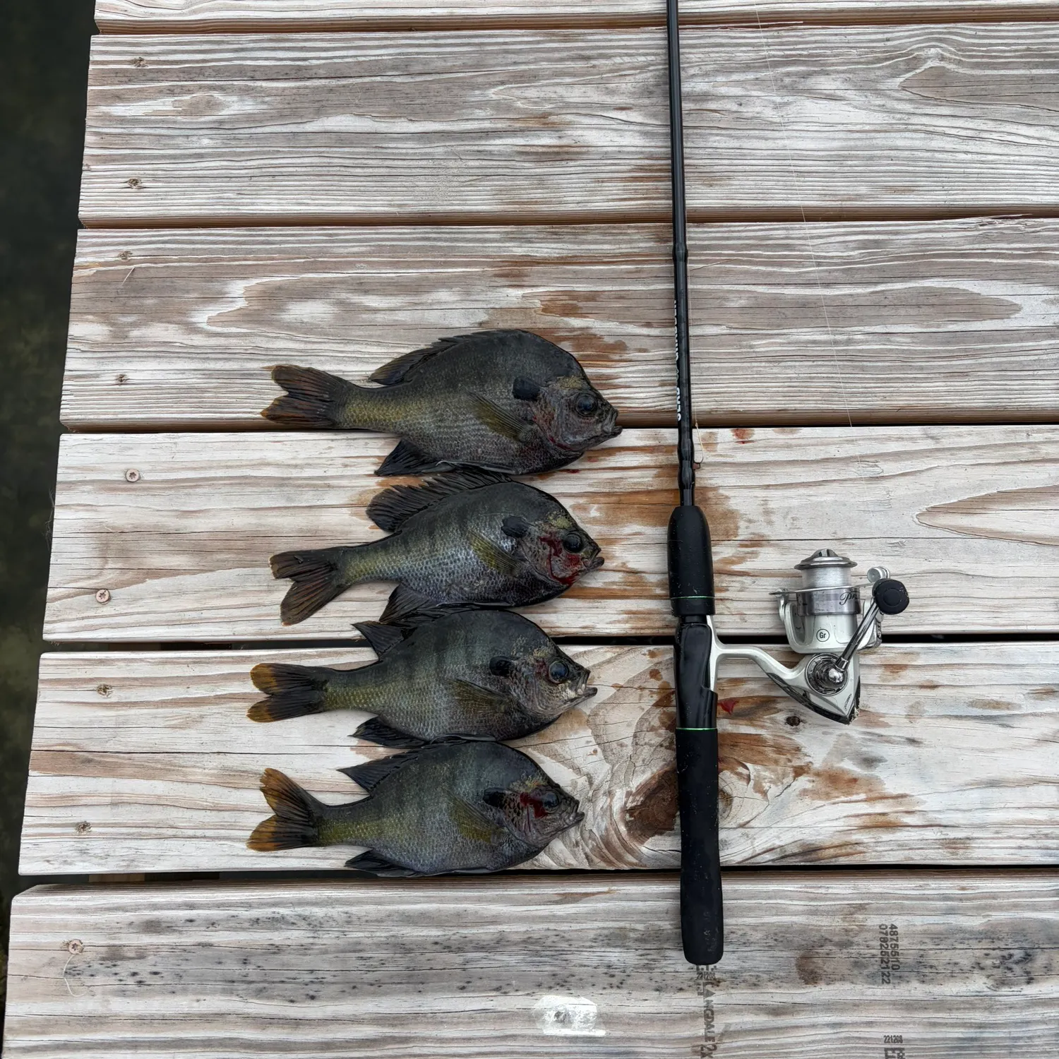 recently logged catches