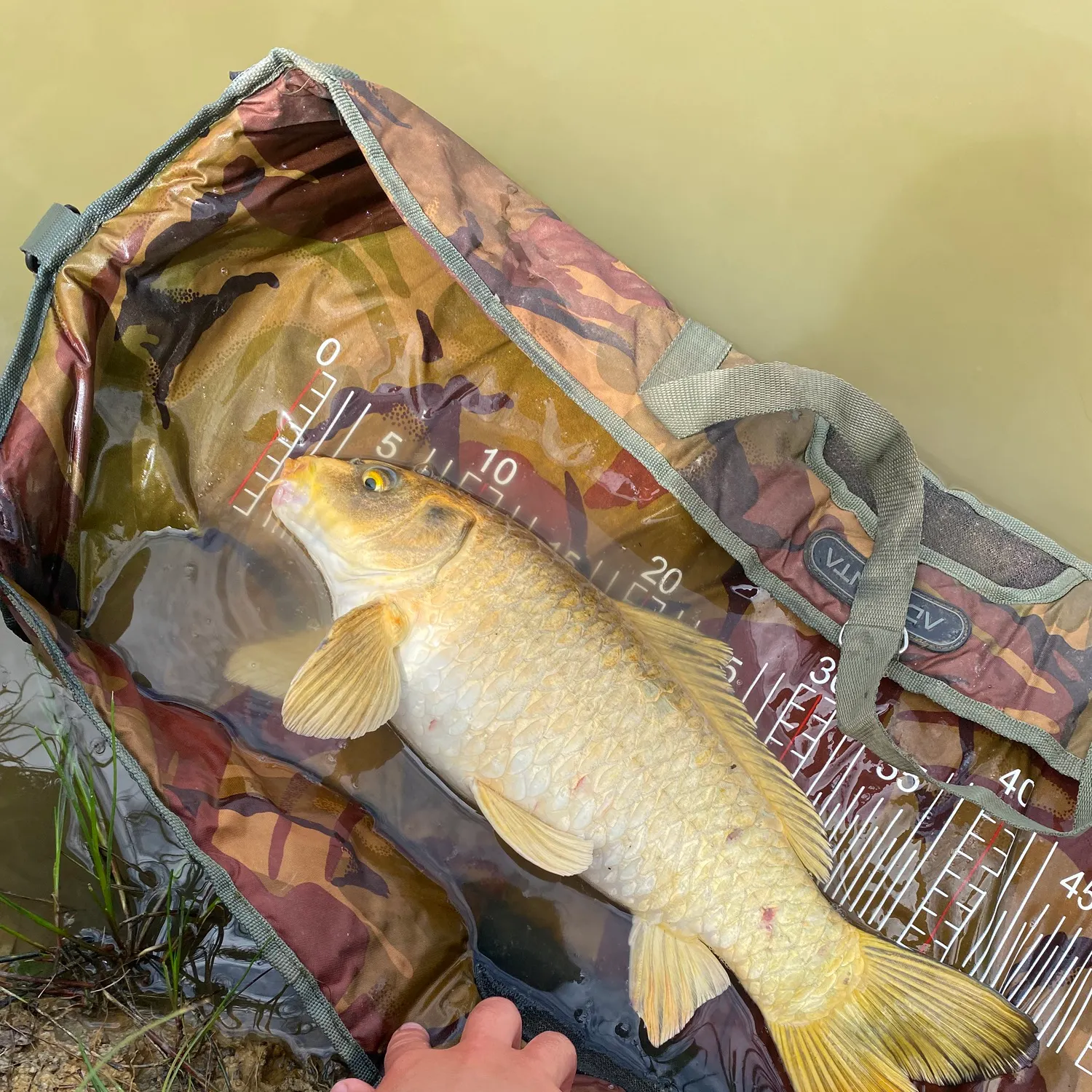 The most recent Koi carp catches on Fishbrain