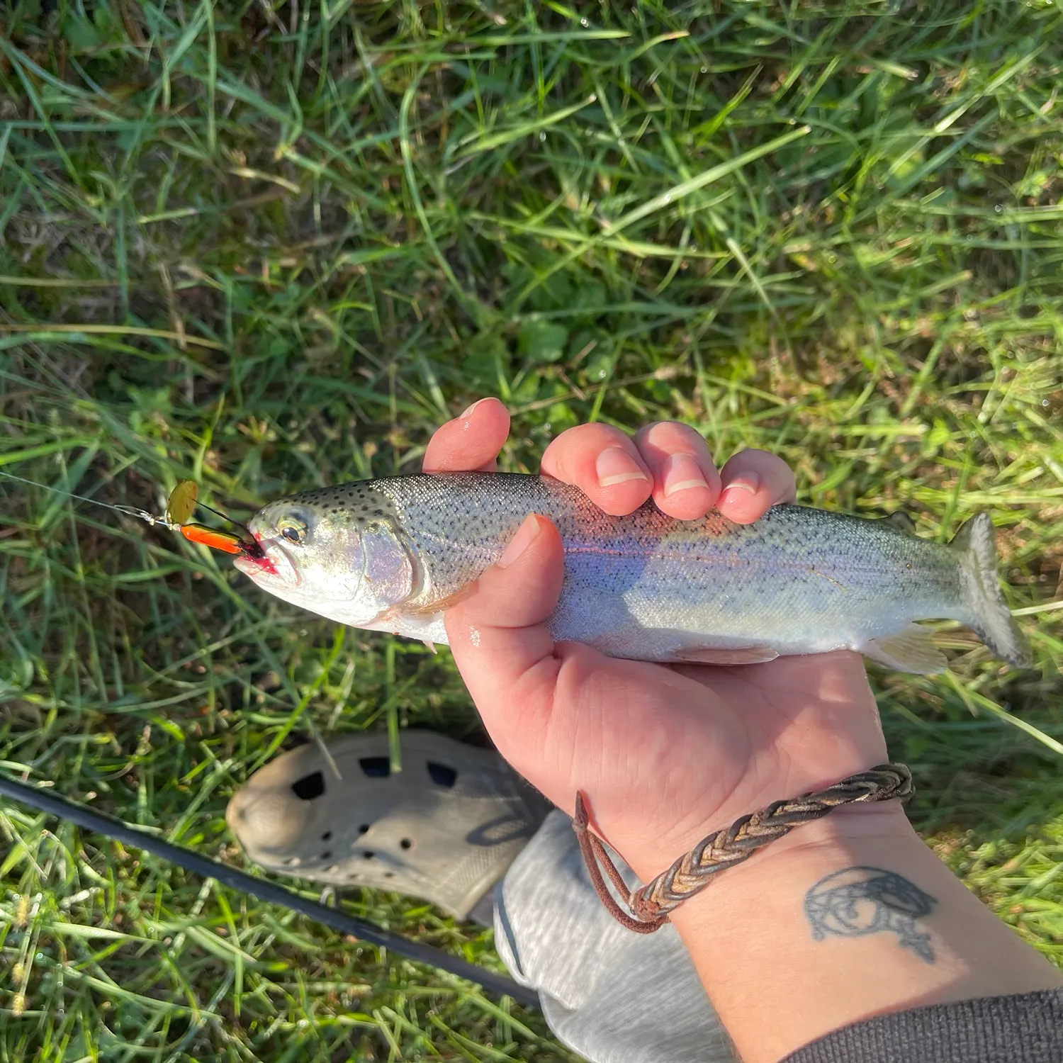 Rainbow trout caught on Fishbrain