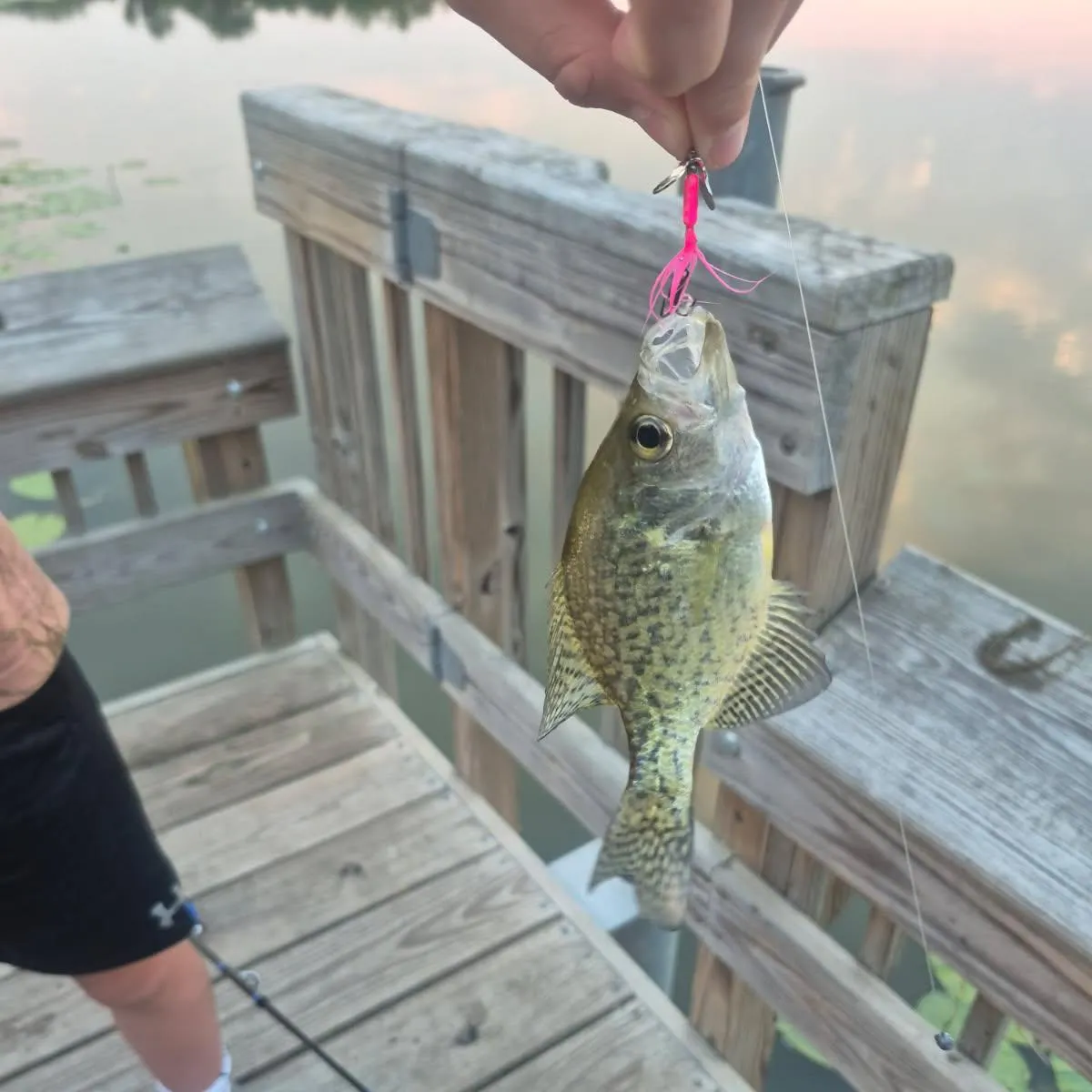 Black crappie caught on Fishbrain