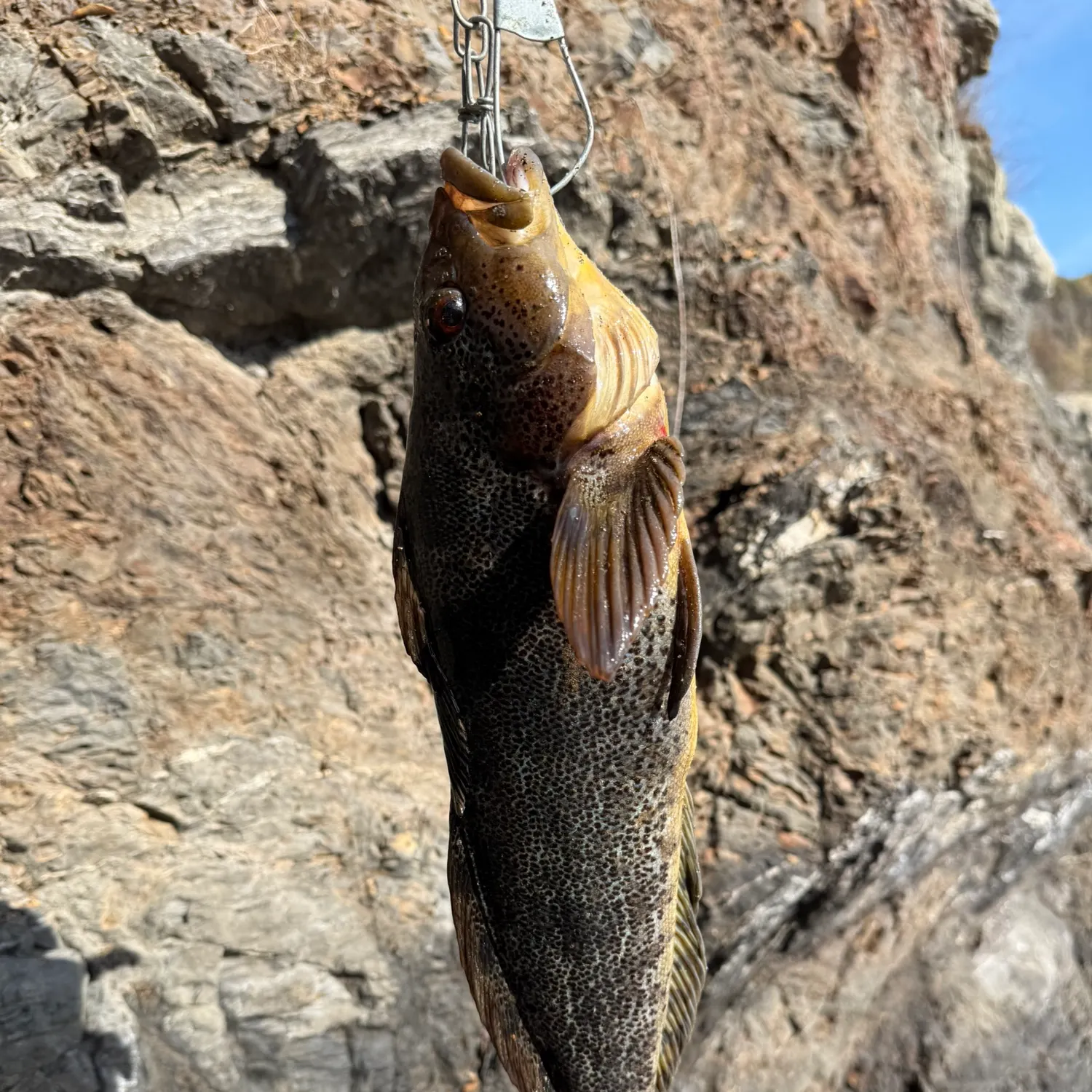 The most recent Kelp greenling catches on Fishbrain