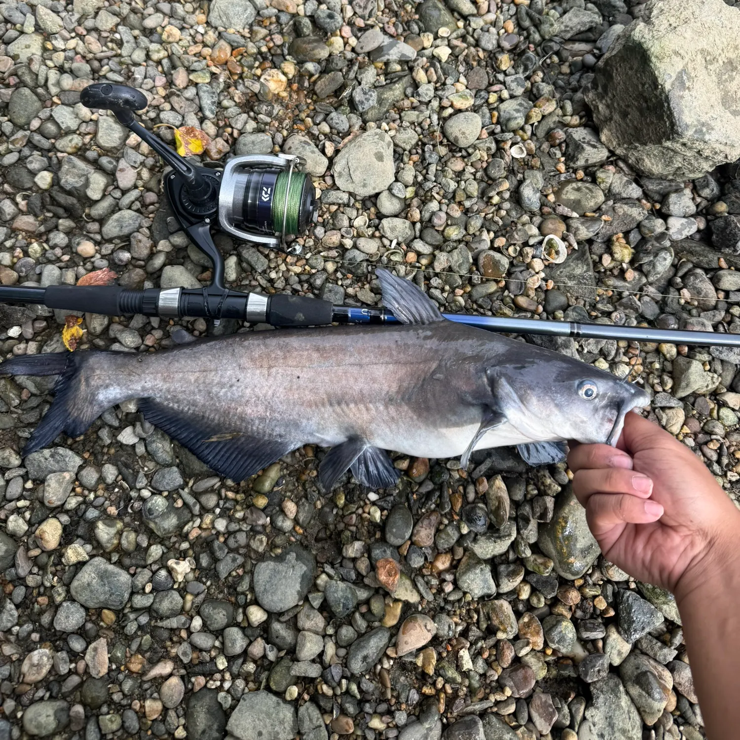 Blue catfish caught on Fishbrain