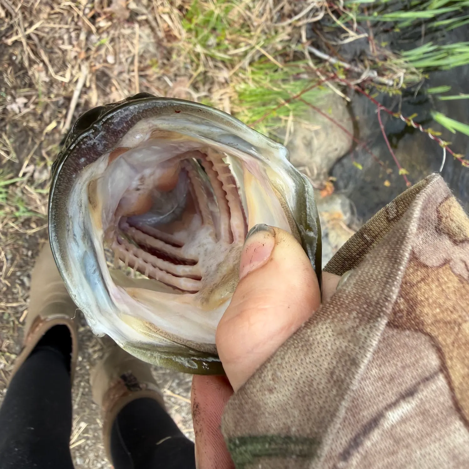 catch