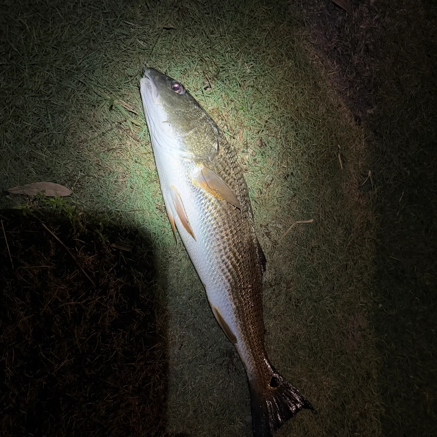 Red drum caught on Fishbrain