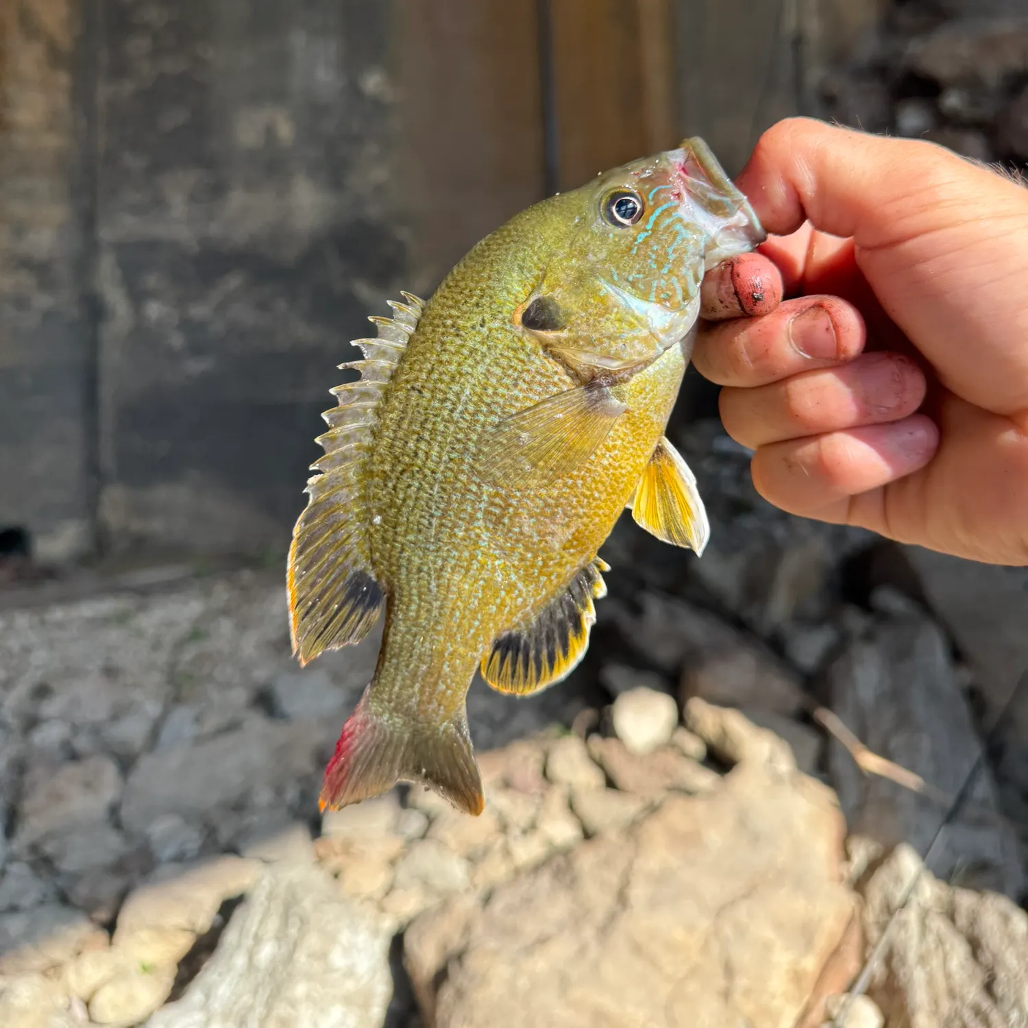 catch