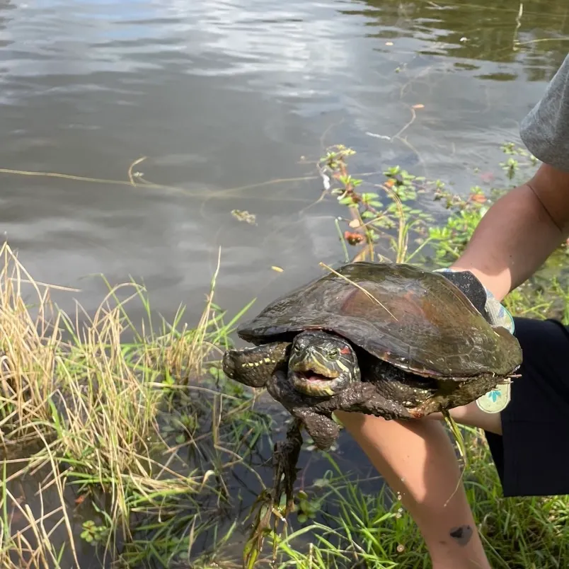 Pond slider turtle caught on Fishbrain