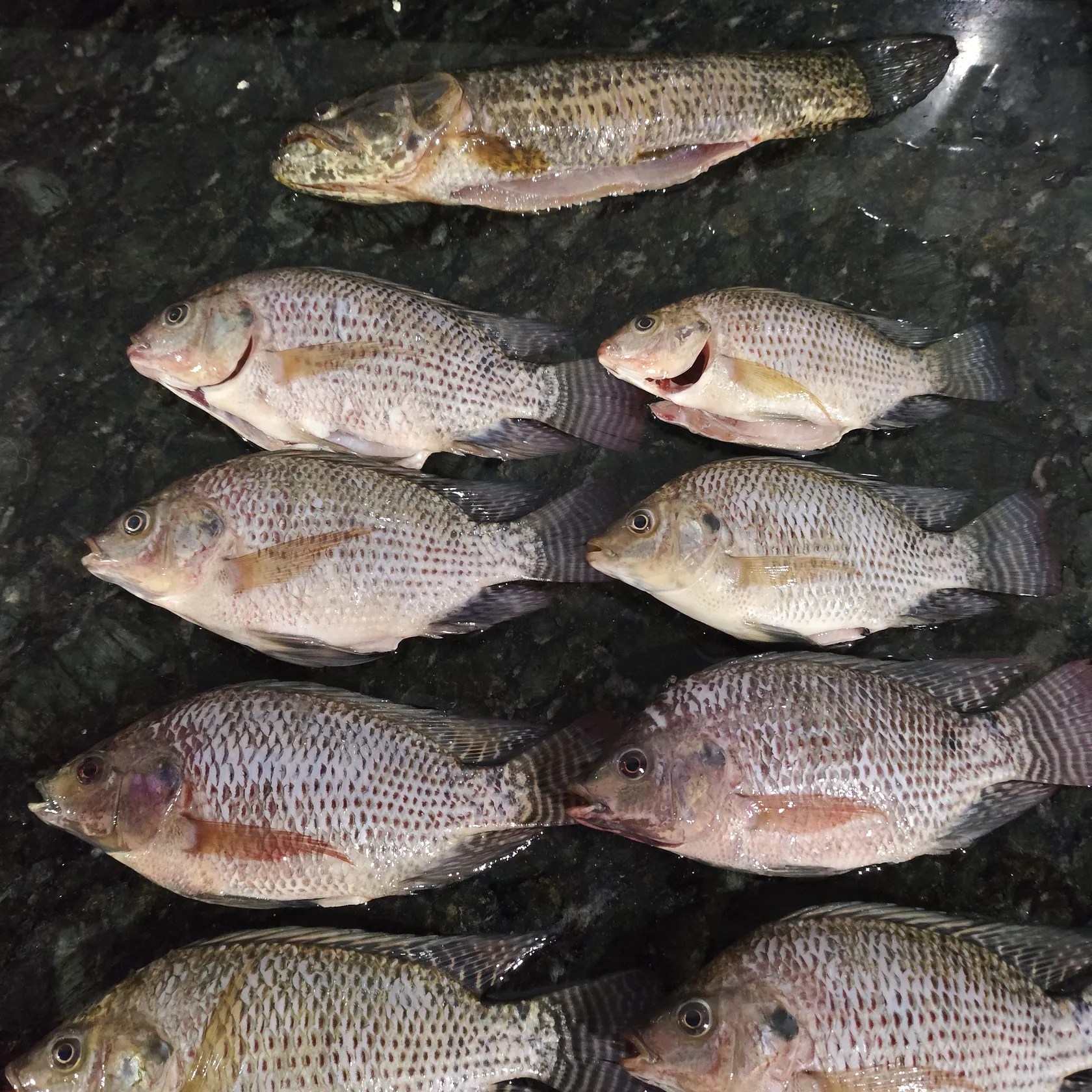 recently logged catches